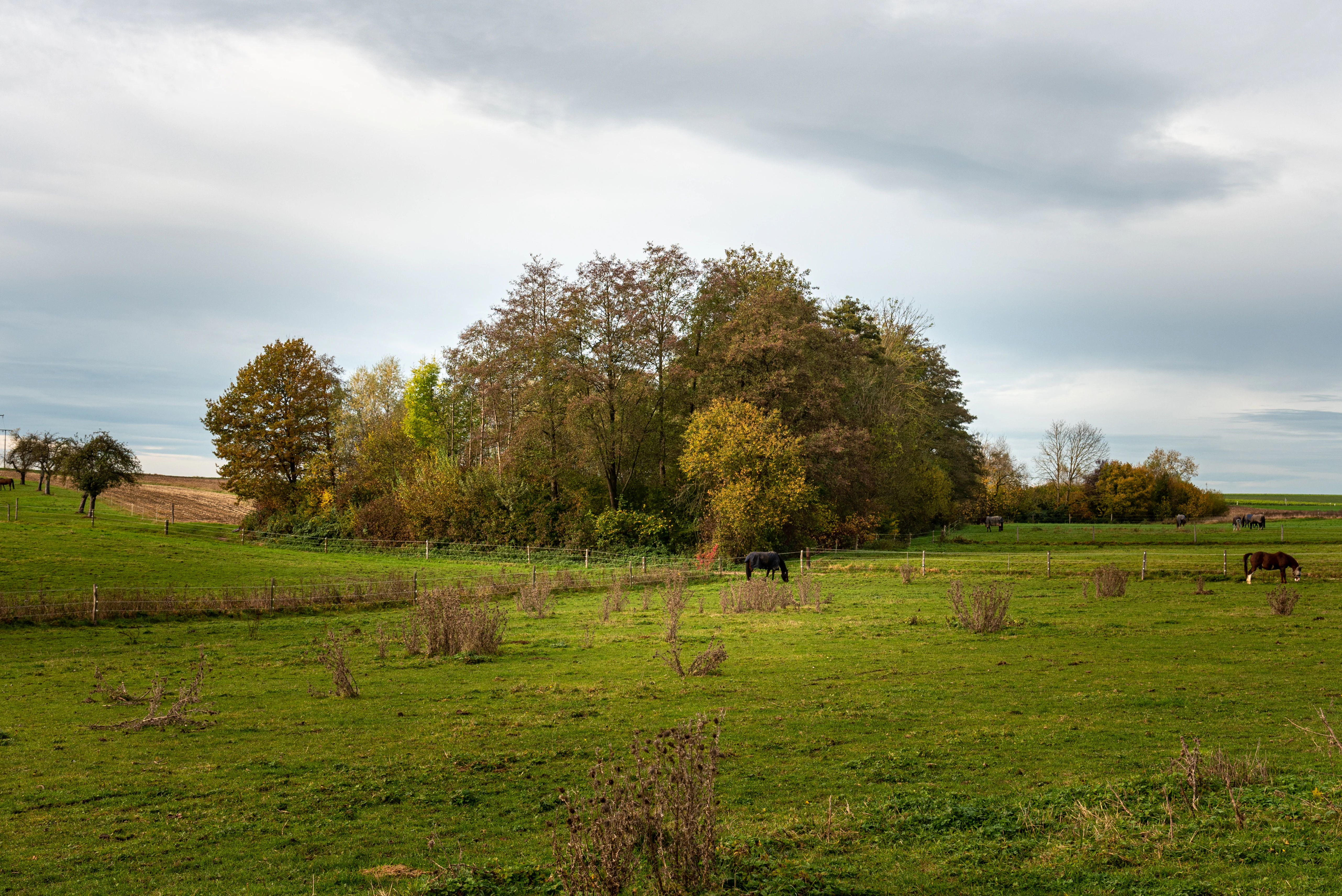 A wide view of a green meadow in Wolfschlugen with a cluster of autumn-colored trees in the center and horses grazing in the pasture under a cloudy sky.