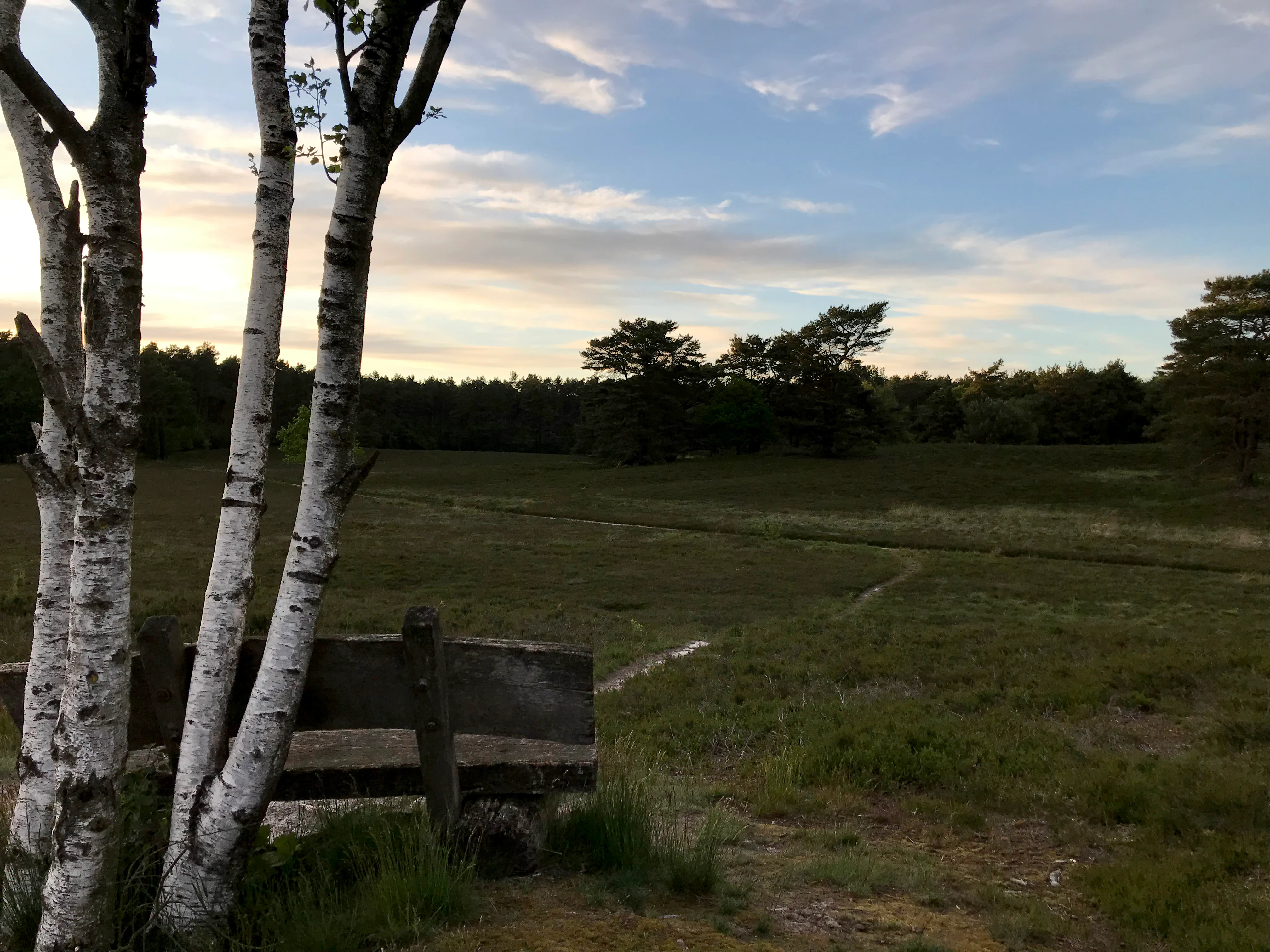 A rustic wooden bench sits in the foreground under white birch trees, looking out over an expansive, low-lying heathland under a cloudy sky.