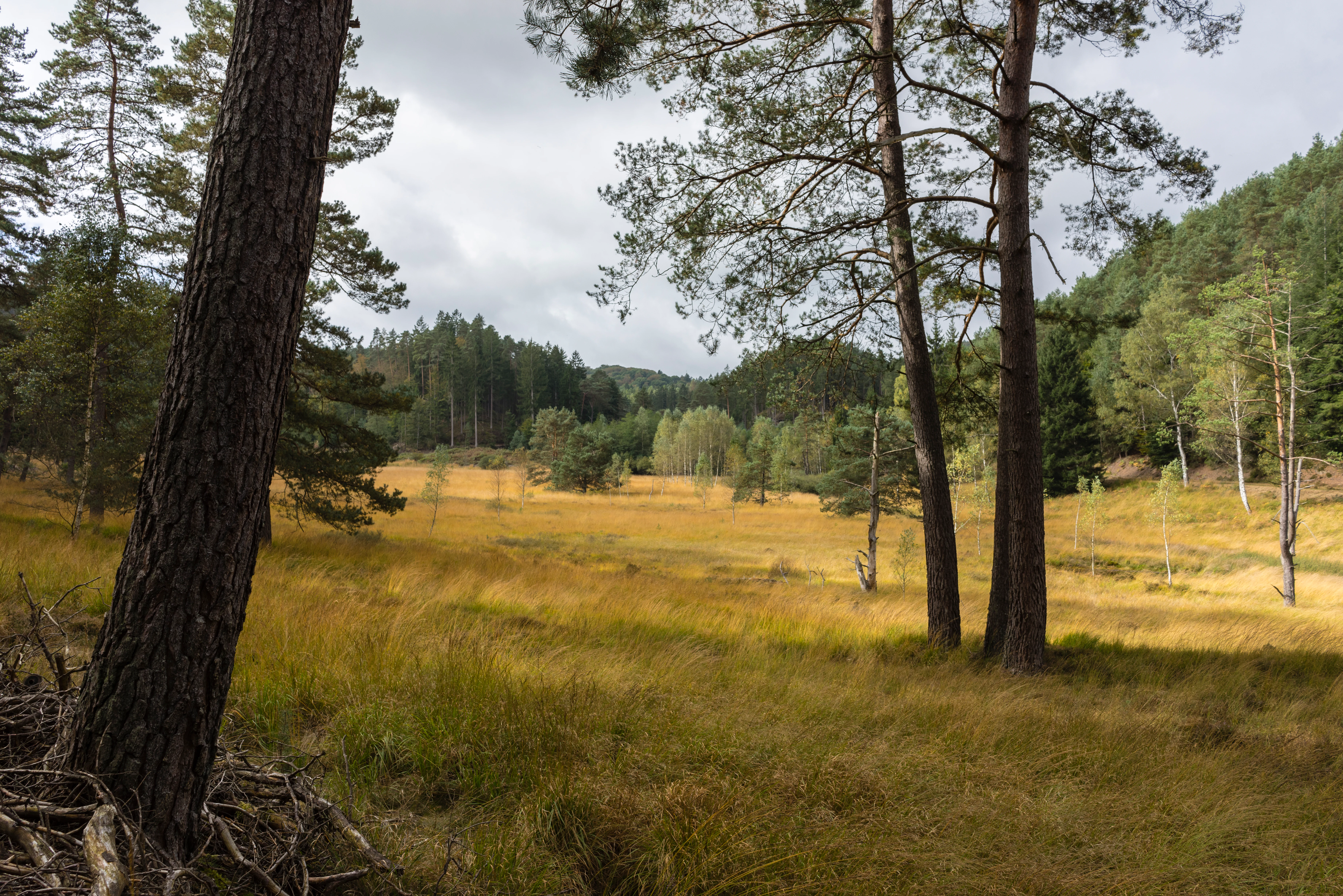 A wide view of a yellow-brown moorland meadow surrounded by tall pine and deciduous trees under a cloudy sky.