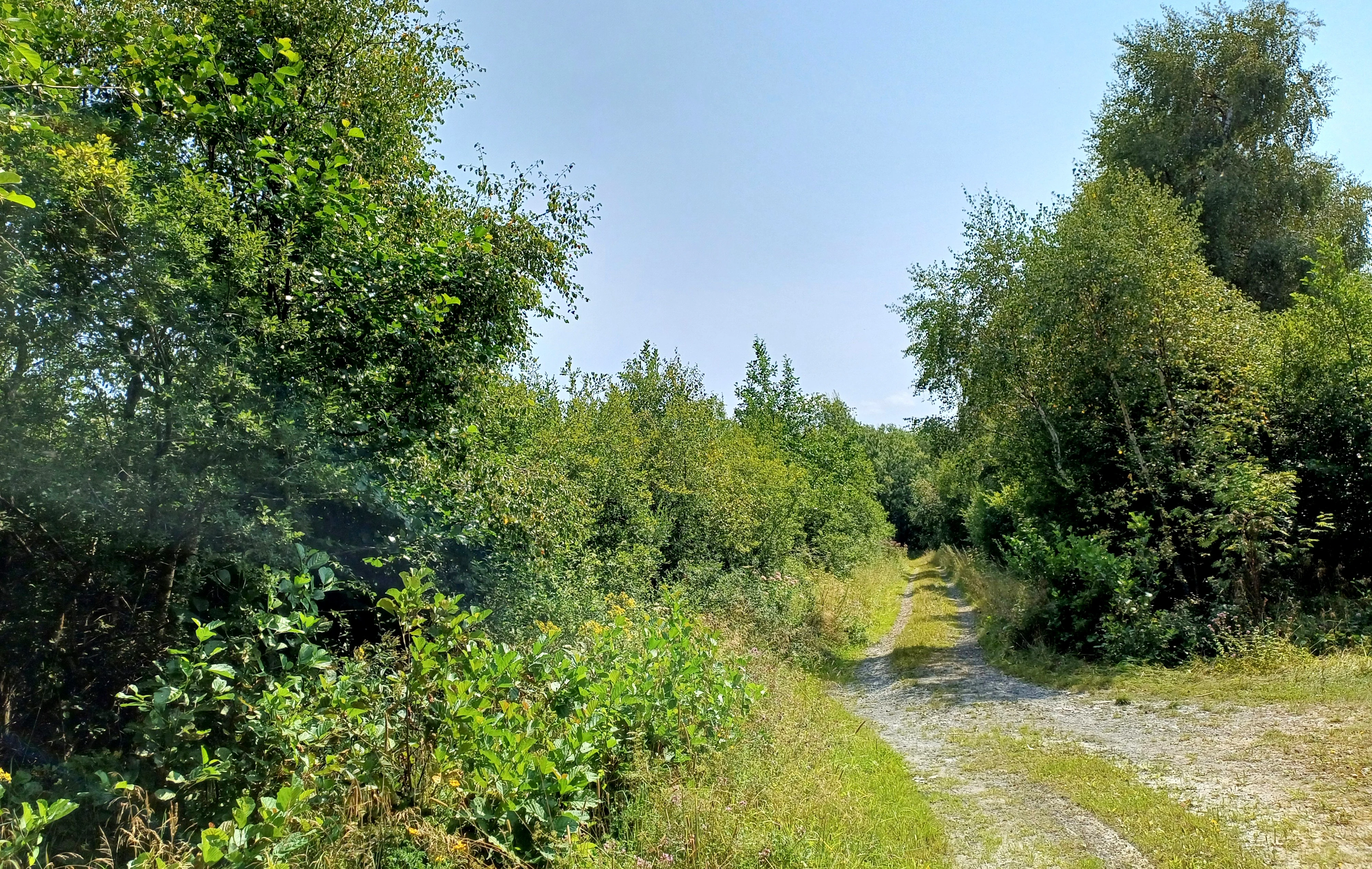 A narrow dirt path leads into a dense forest of green trees and bushes at the Wollerscheider Venn nature reserve on a sunny day.