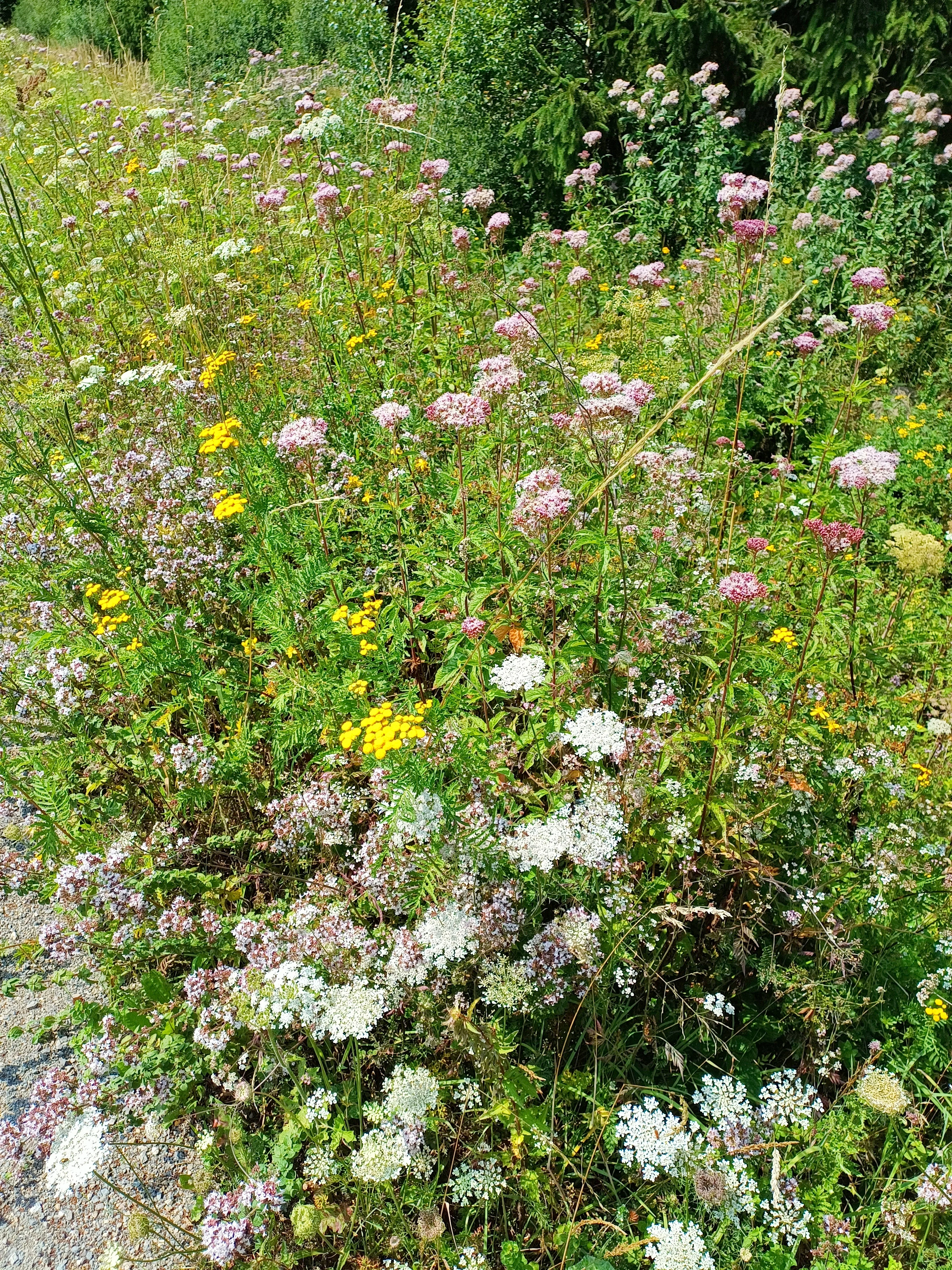 A lush patch of diverse wildflowers, including white yarrow and pink hemp-agrimony, growing at the edge of a gravel path in Wollerscheider Venn.