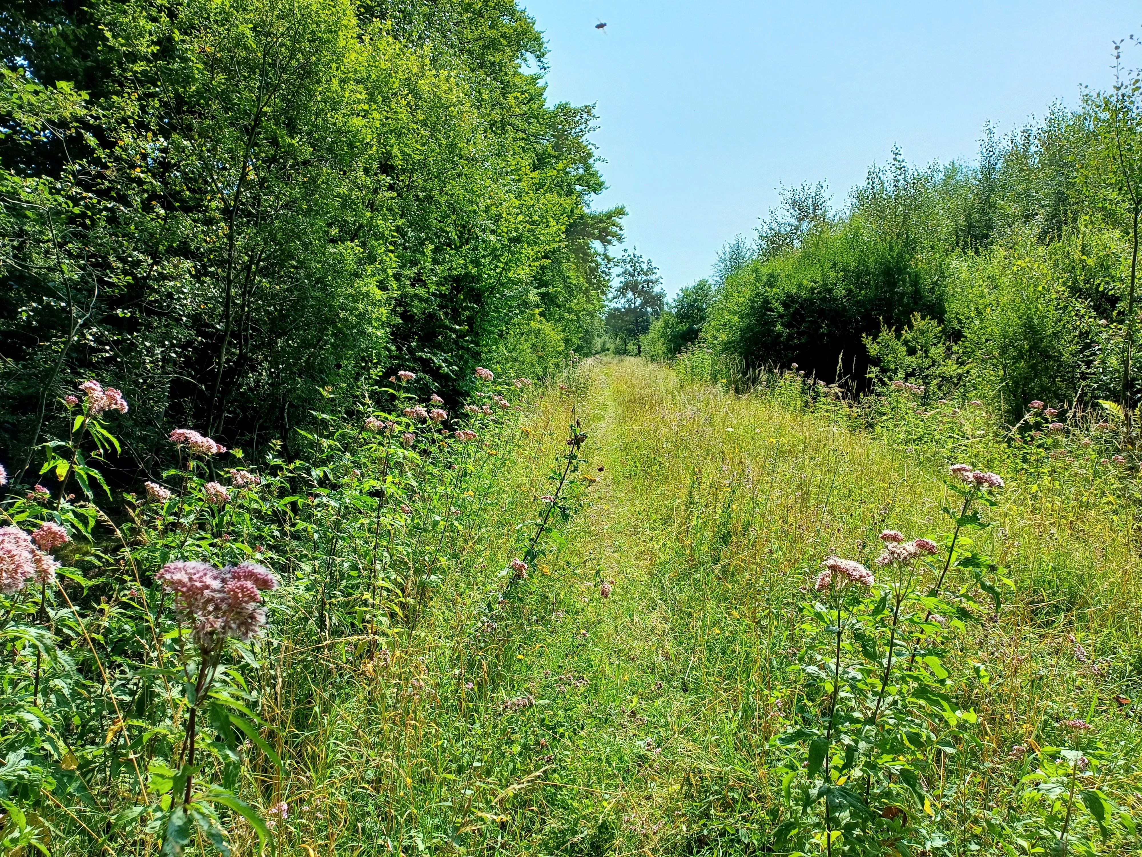 A narrow, grassy path stretches forward through a meadow, flanked by dense trees on the left and shrubs on the right, with tall pink wildflowers blooming in the foreground.