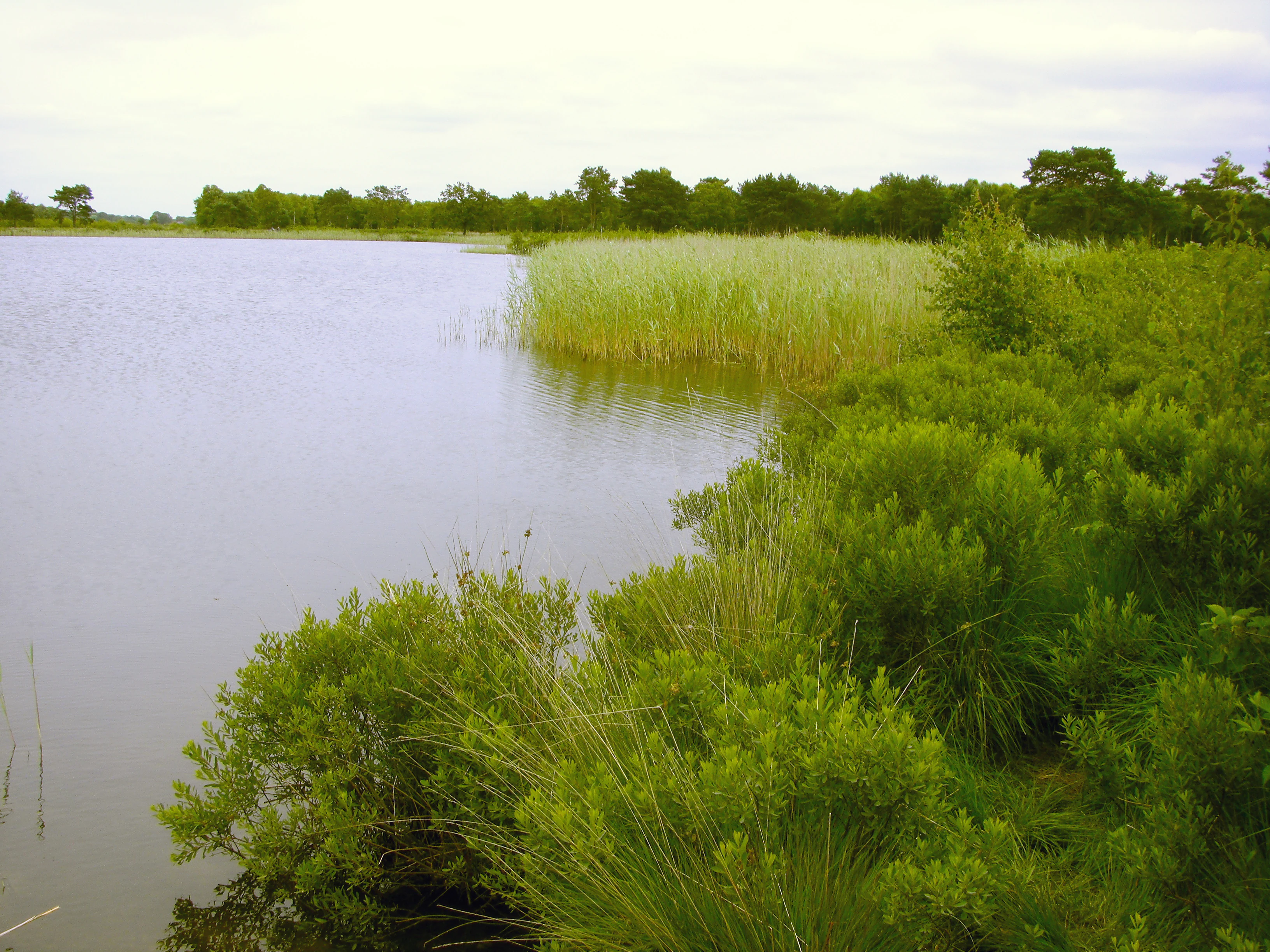 A wide landscape shot of a calm, grey-toned lake with green marshy grasses and shrubs along the shoreline.