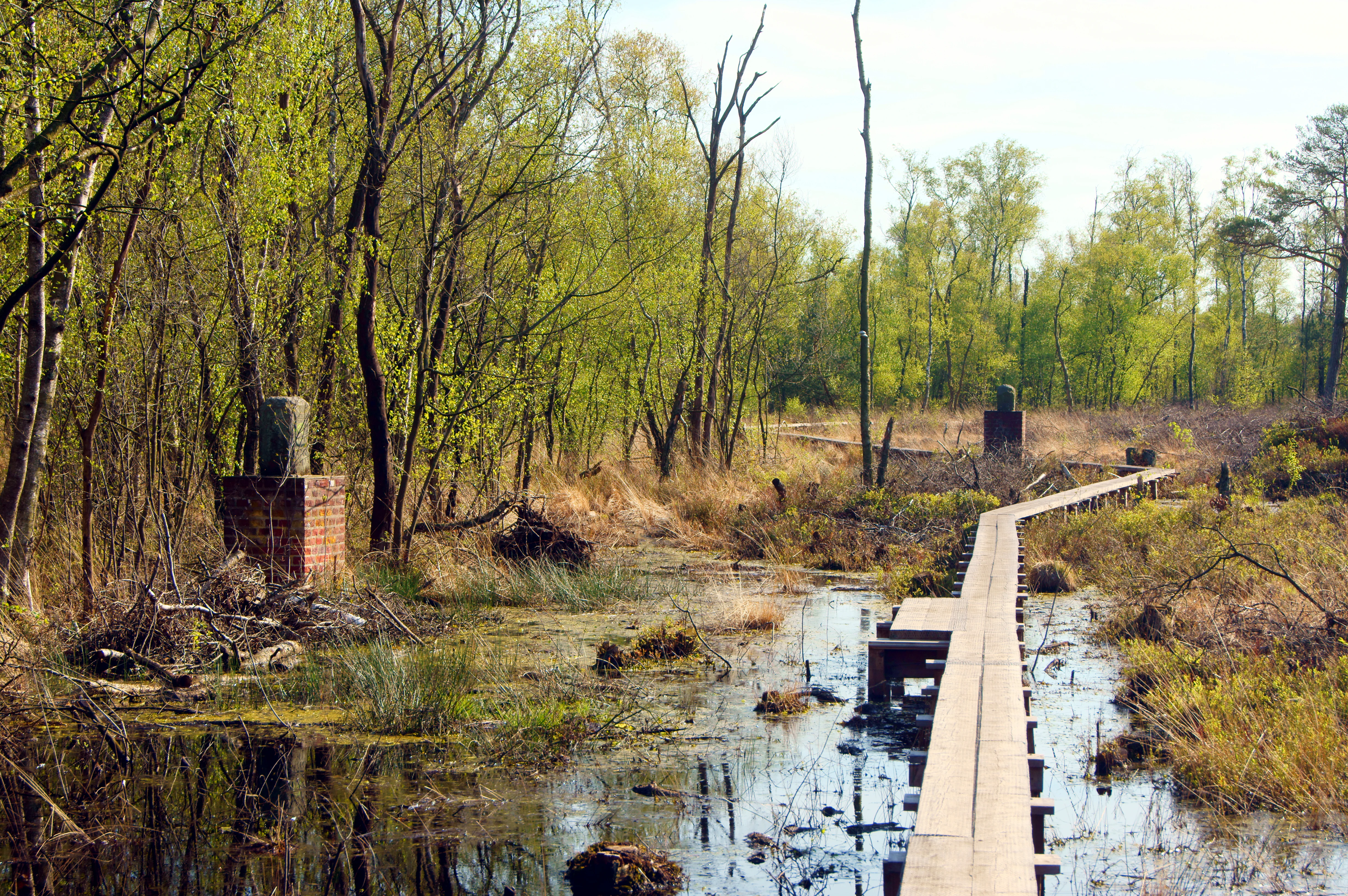 A narrow wooden boardwalk stretches through a marshy bog area, flanked by trees and low-lying vegetation, with historical brick boundary markers visible along the path.