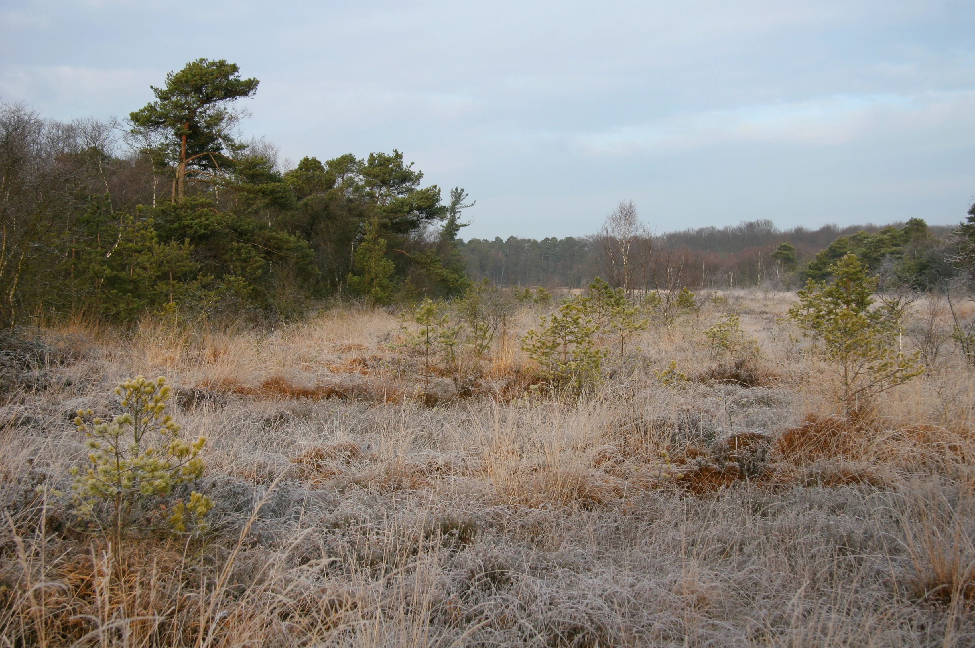 A low-angle view of a frost-covered heath and bog landscape with small pine trees and dry grasses under a cloudy sky.