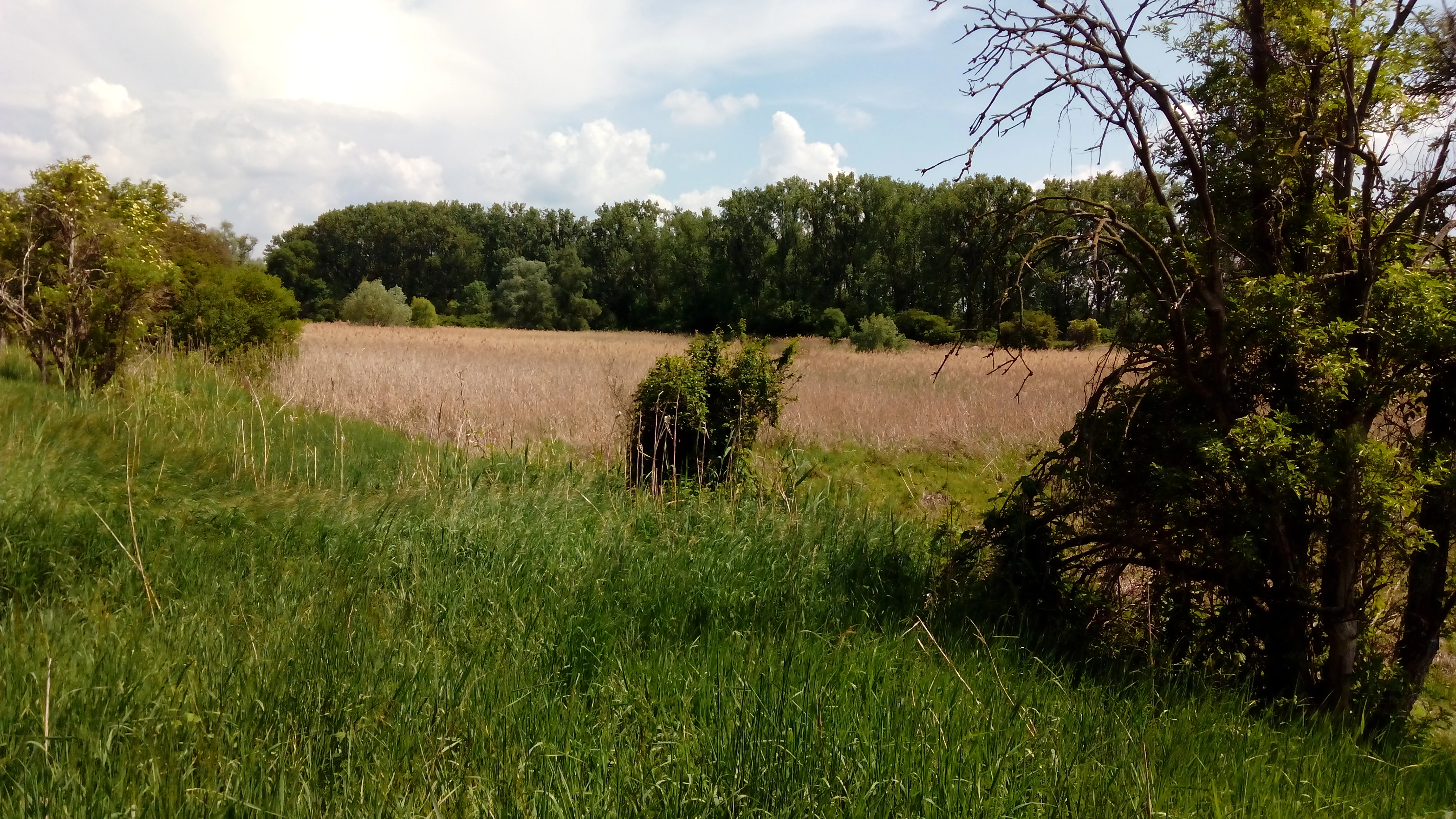 A landscape photograph showing a field of tall brown reeds in the middle ground, surrounded by green grass and bushes in the foreground, with a line of trees in the background under a partly cloudy sky.