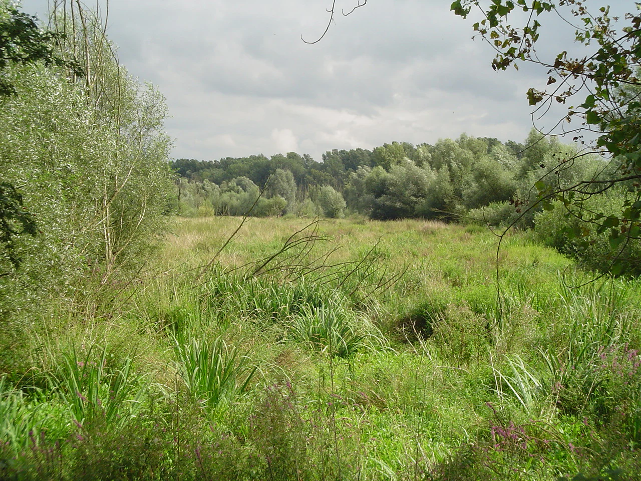 A green, grassy wetland meadow in the foreground with a line of dense deciduous trees in the background under a cloudy sky.