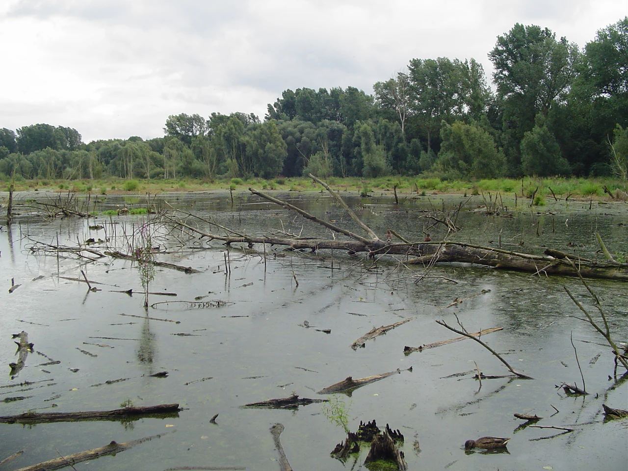 A calm, shallow body of water in a wetland area containing numerous fallen logs and branches; the background features a dense line of green forest under an overcast sky.