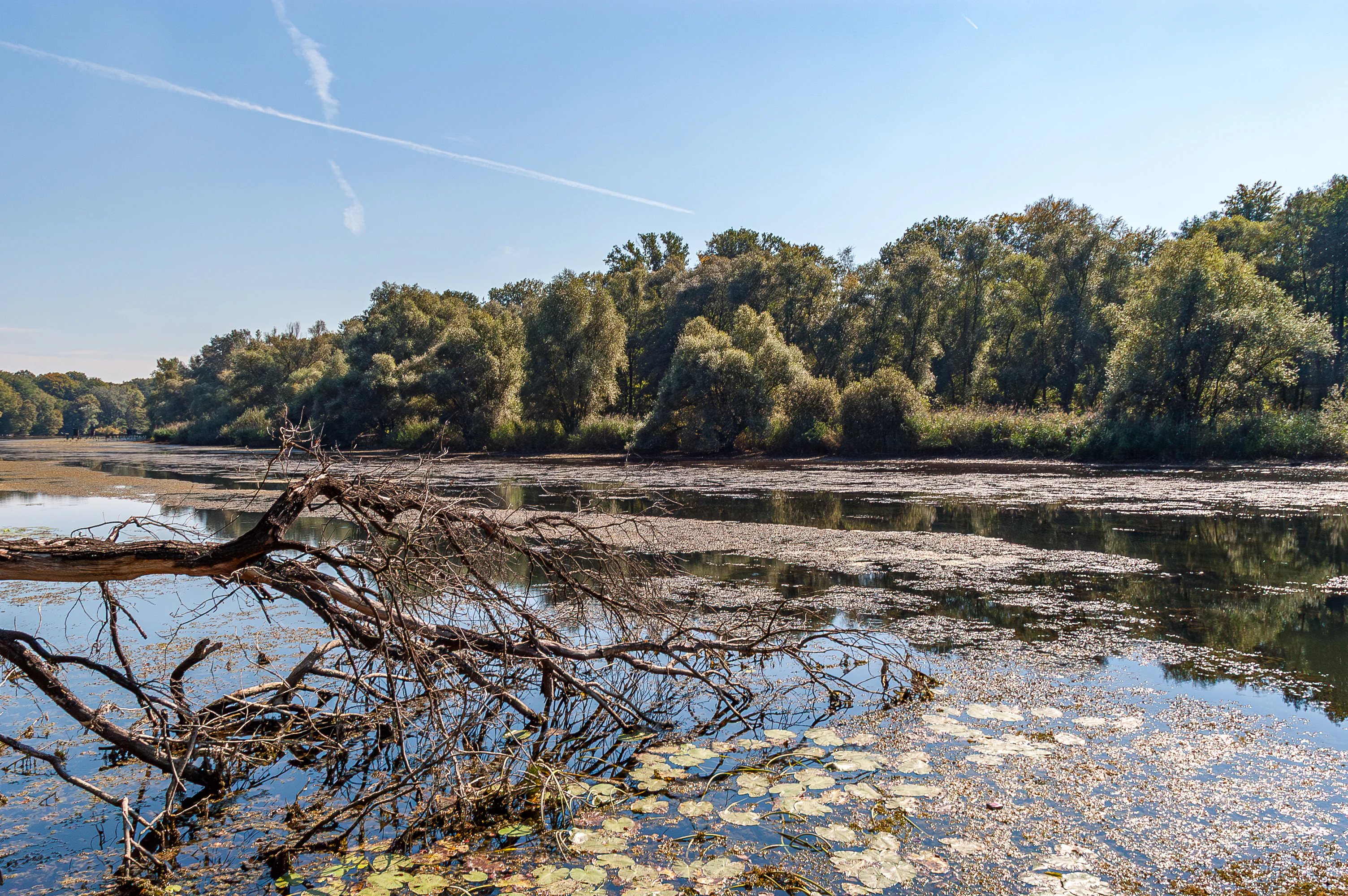 A calm, still river branch reflecting the blue sky, surrounded by dense green forest, with a fallen tree trunk in the foreground and water lilies on the surface.
