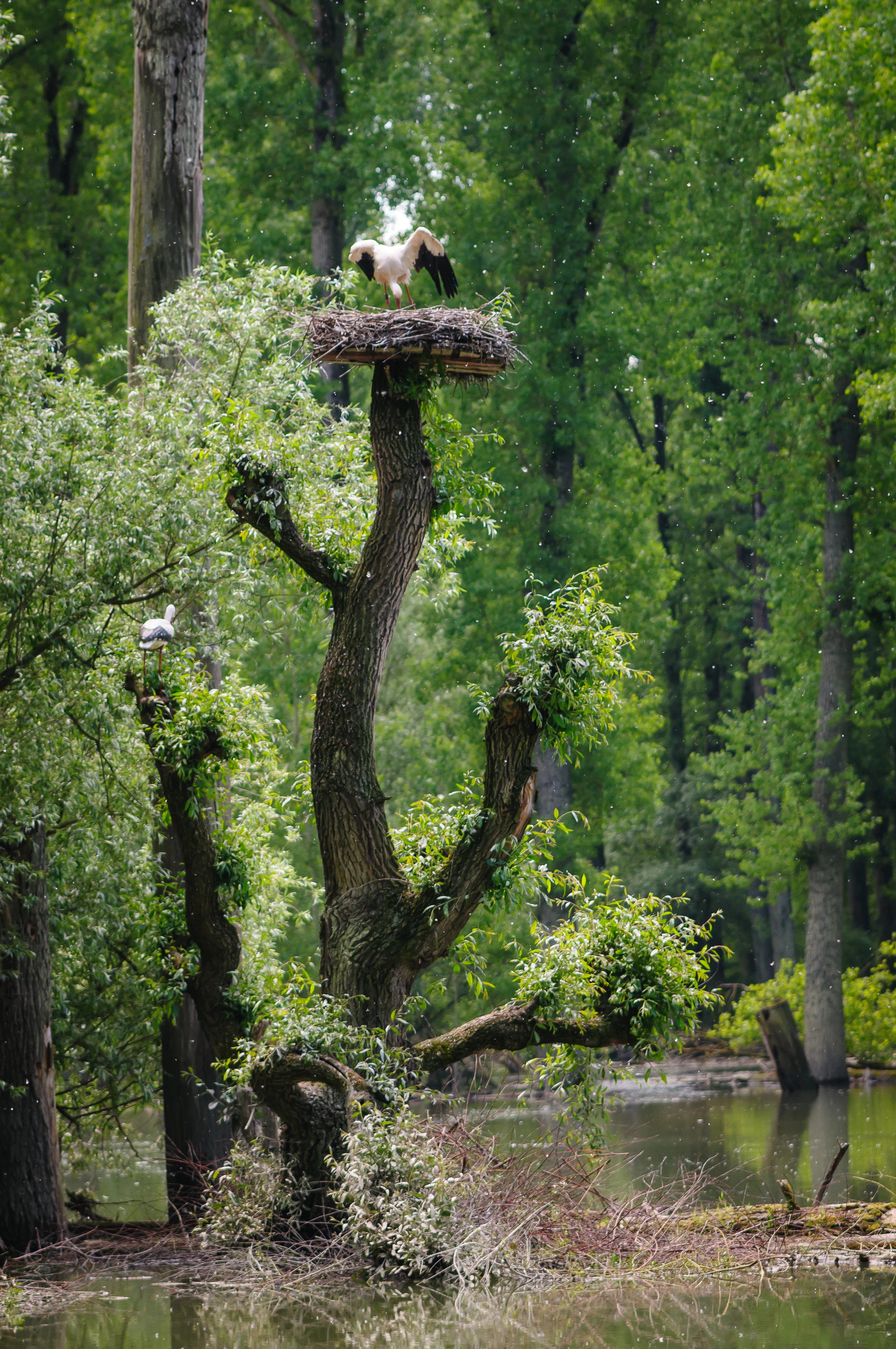 A white stork standing on a large stick nest built atop a tall, pruned tree trunk in a wetlands forest, with another smaller stork visible on a nearby branch.