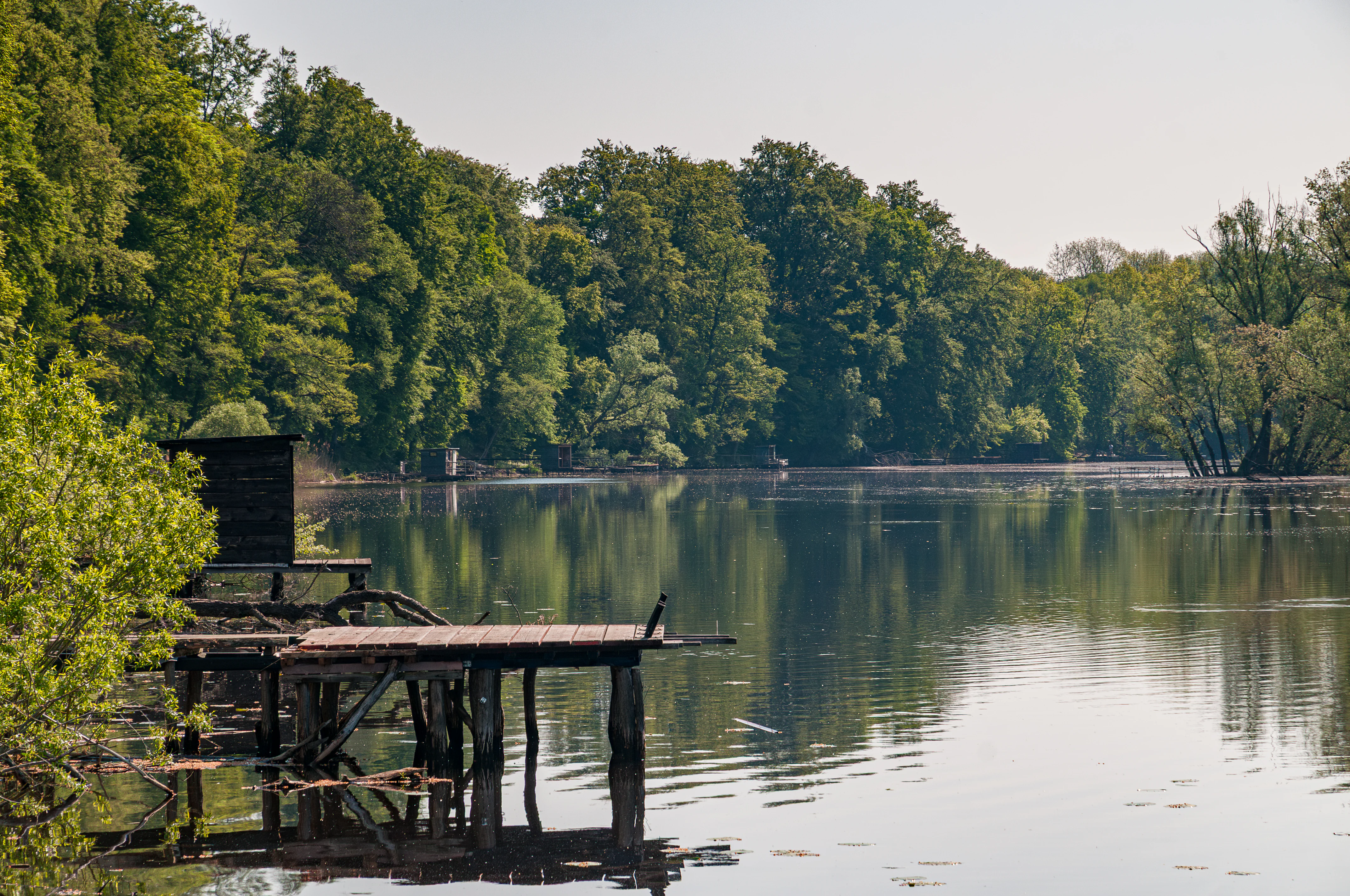 A calm river bordered by dense green trees with a wooden pier and small shed structure on the left side of the frame.
