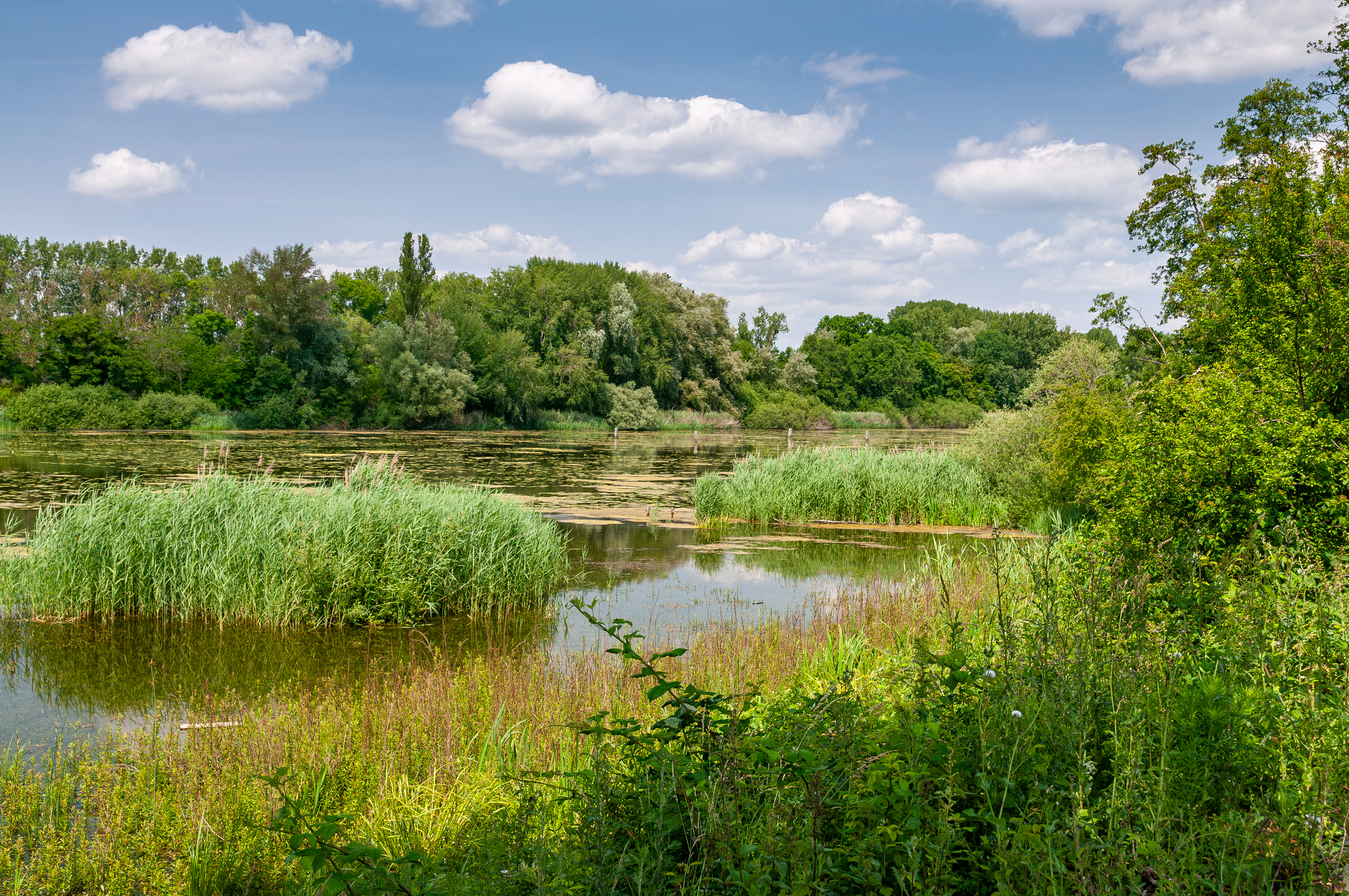 A peaceful landscape view of a river arm with calm water, clusters of green reeds and tall grasses in the foreground, and a dense, lush forest along the distant bank under a partly cloudy sky.