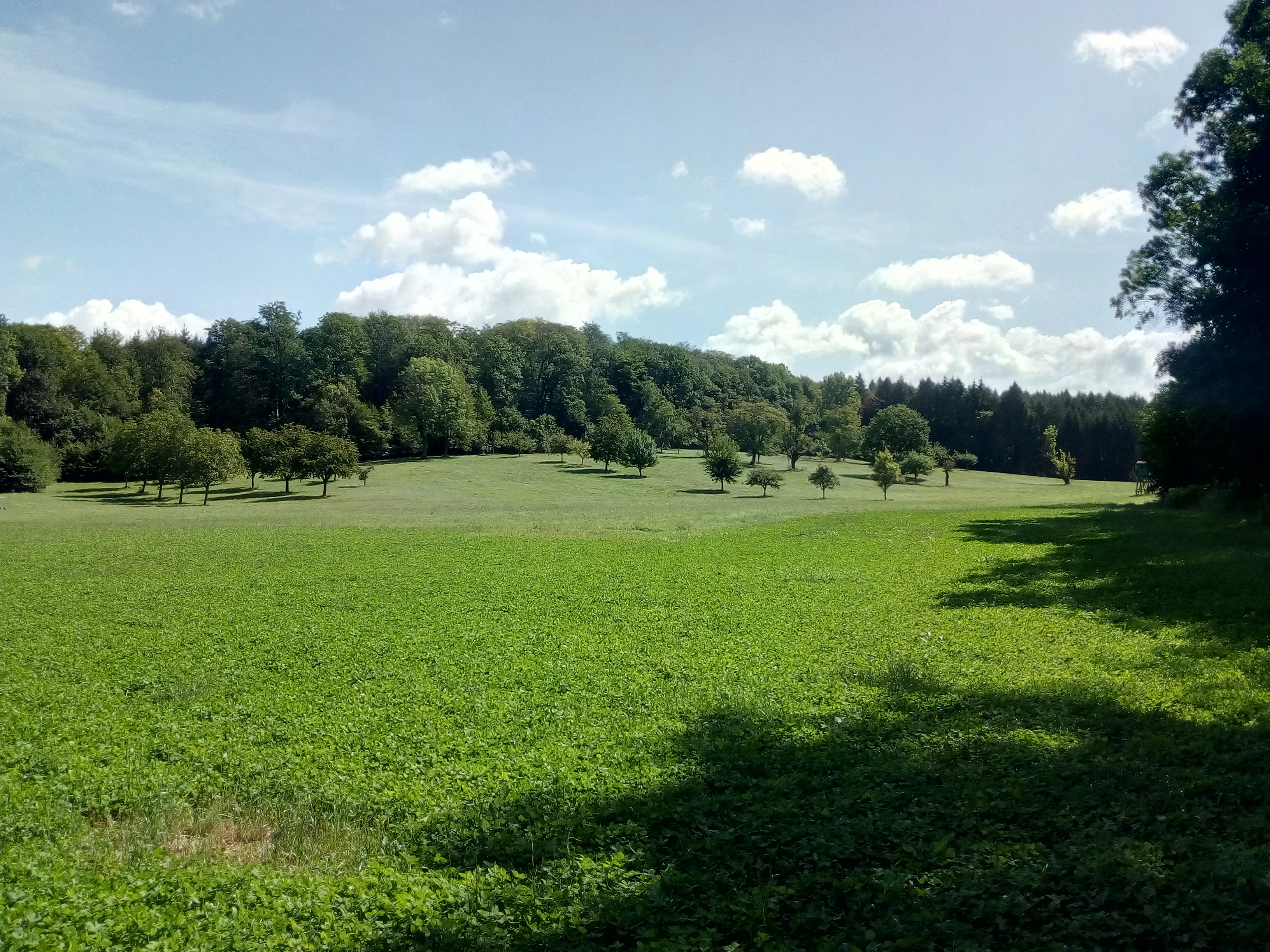 A wide, sunny view of a green meadow in the Wössinger Waldwiesen area, with scattered fruit trees and a dense forest line in the background under a blue sky with scattered clouds.