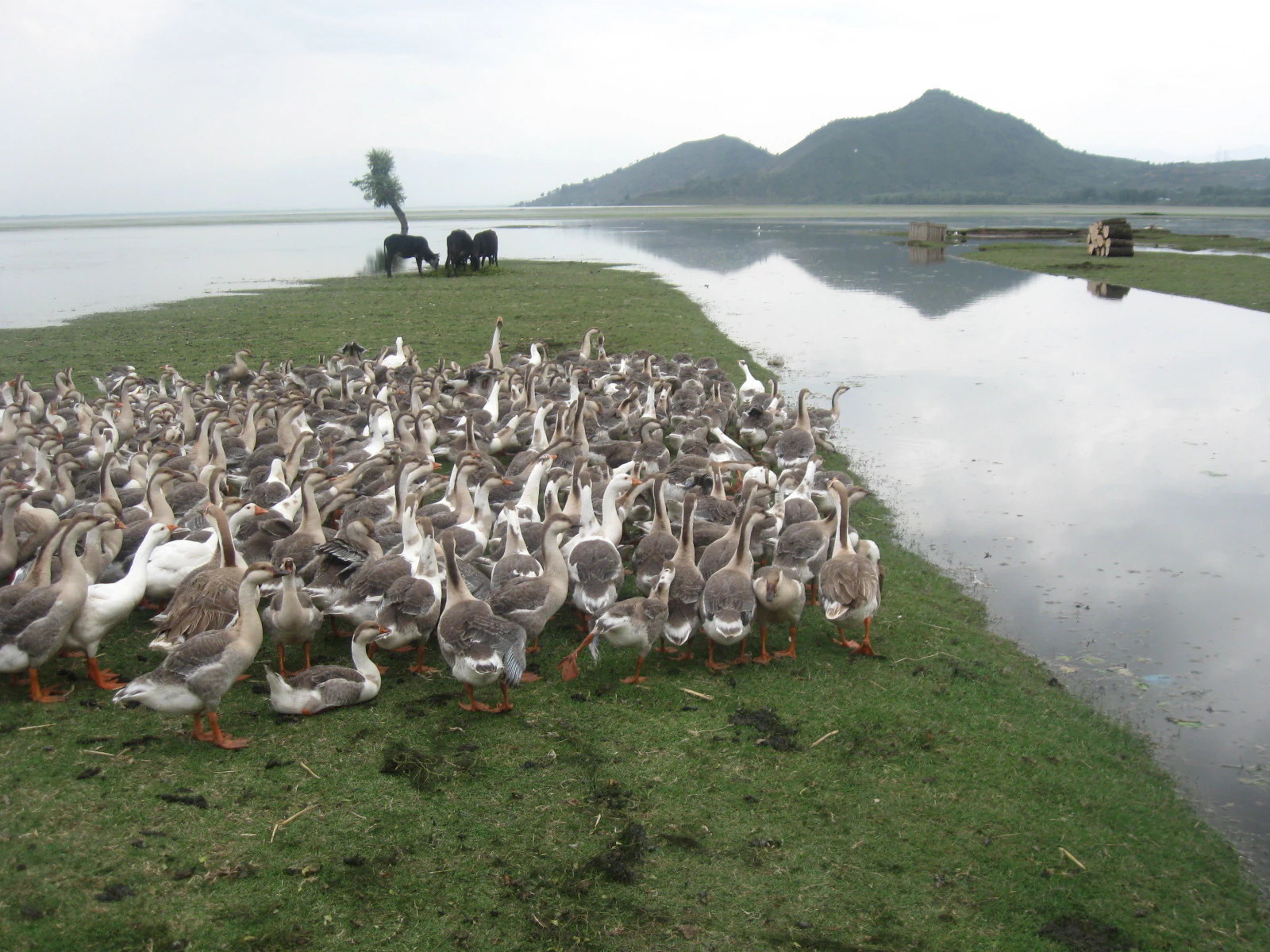 A large flock of geese congregated on the green grassy shoreline of Wular Lake, with a few cows grazing in the background near a single tree and distant mountains.