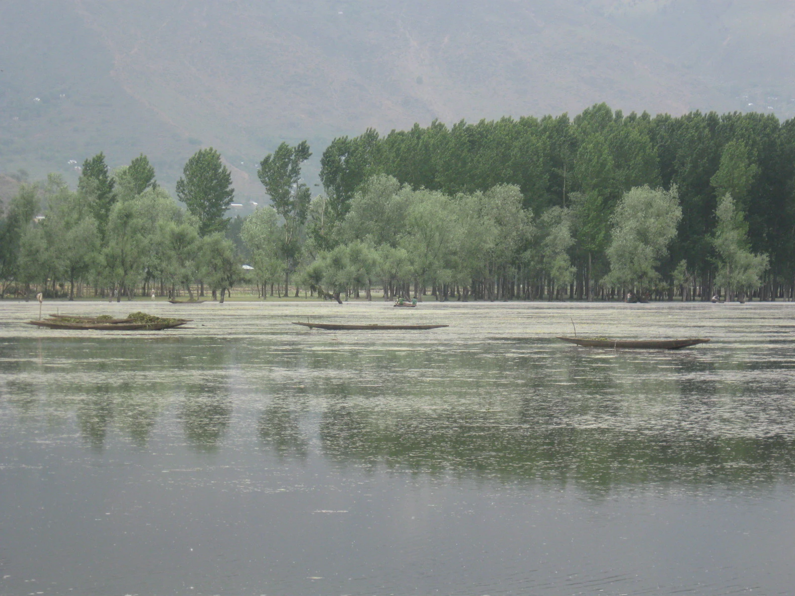 Several small traditional wooden boats sit on the calm surface of Wular Lake with a line of trees along the shoreline in the background.