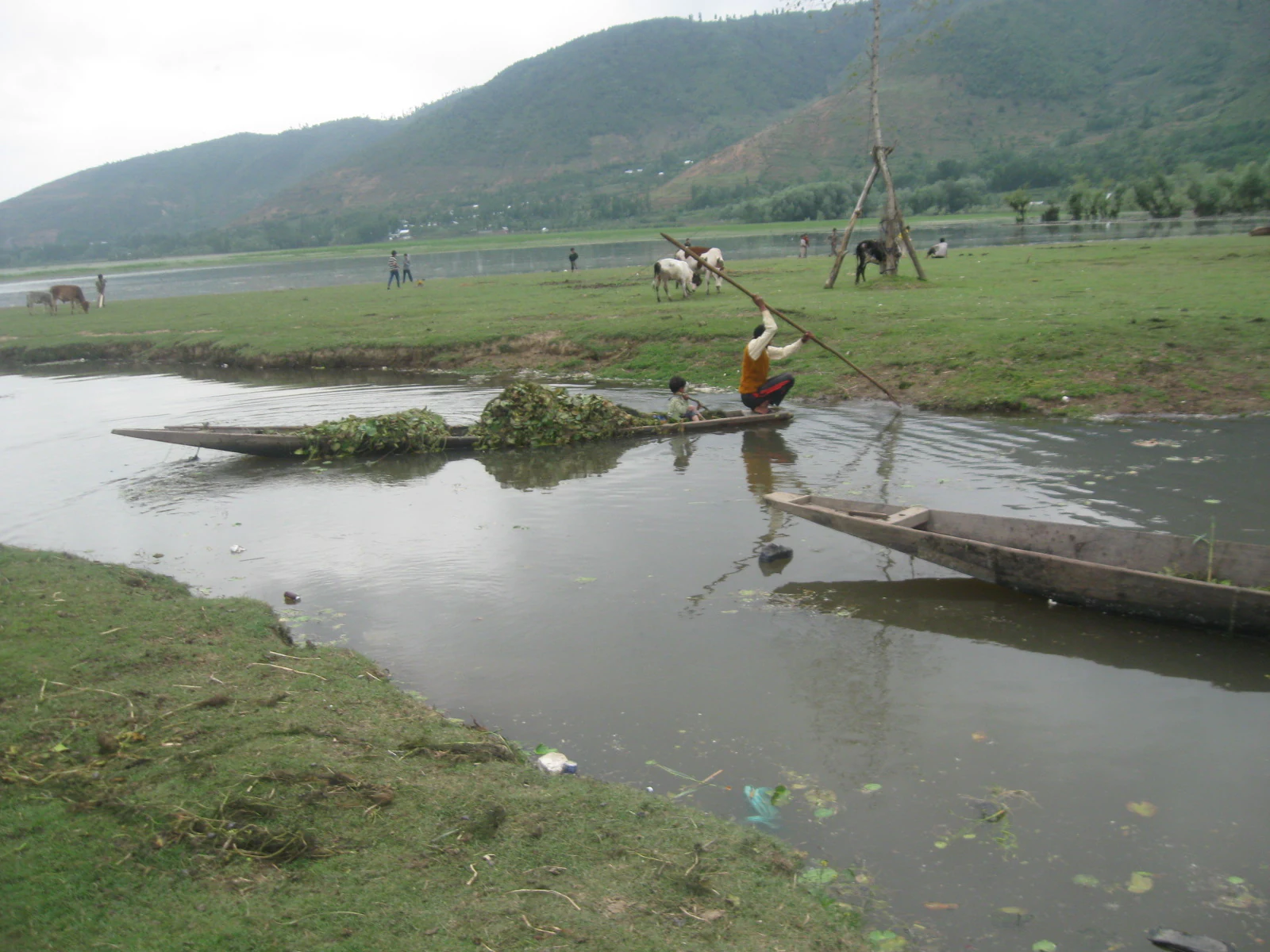 A person on a narrow wooden boat uses a long pole to navigate through the shallow waters of Wular Lake, carrying a load of harvested aquatic plants.
