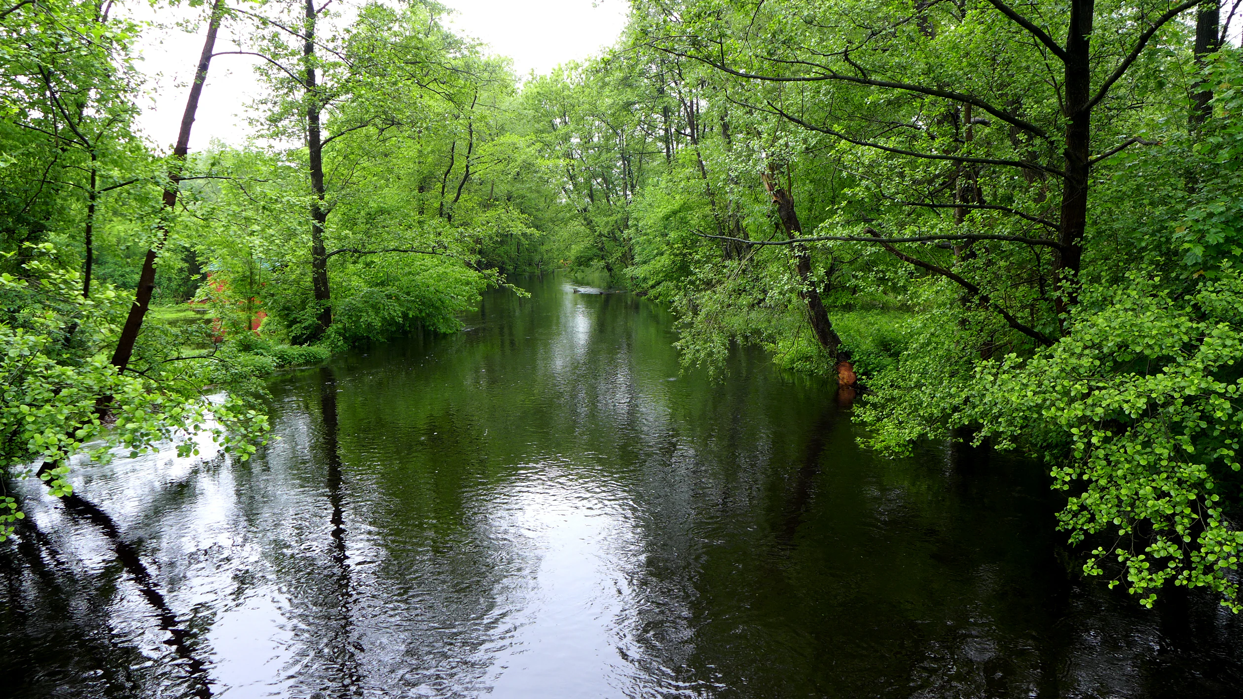 A peaceful river flows through a dense forest with lush green trees overhanging the banks.