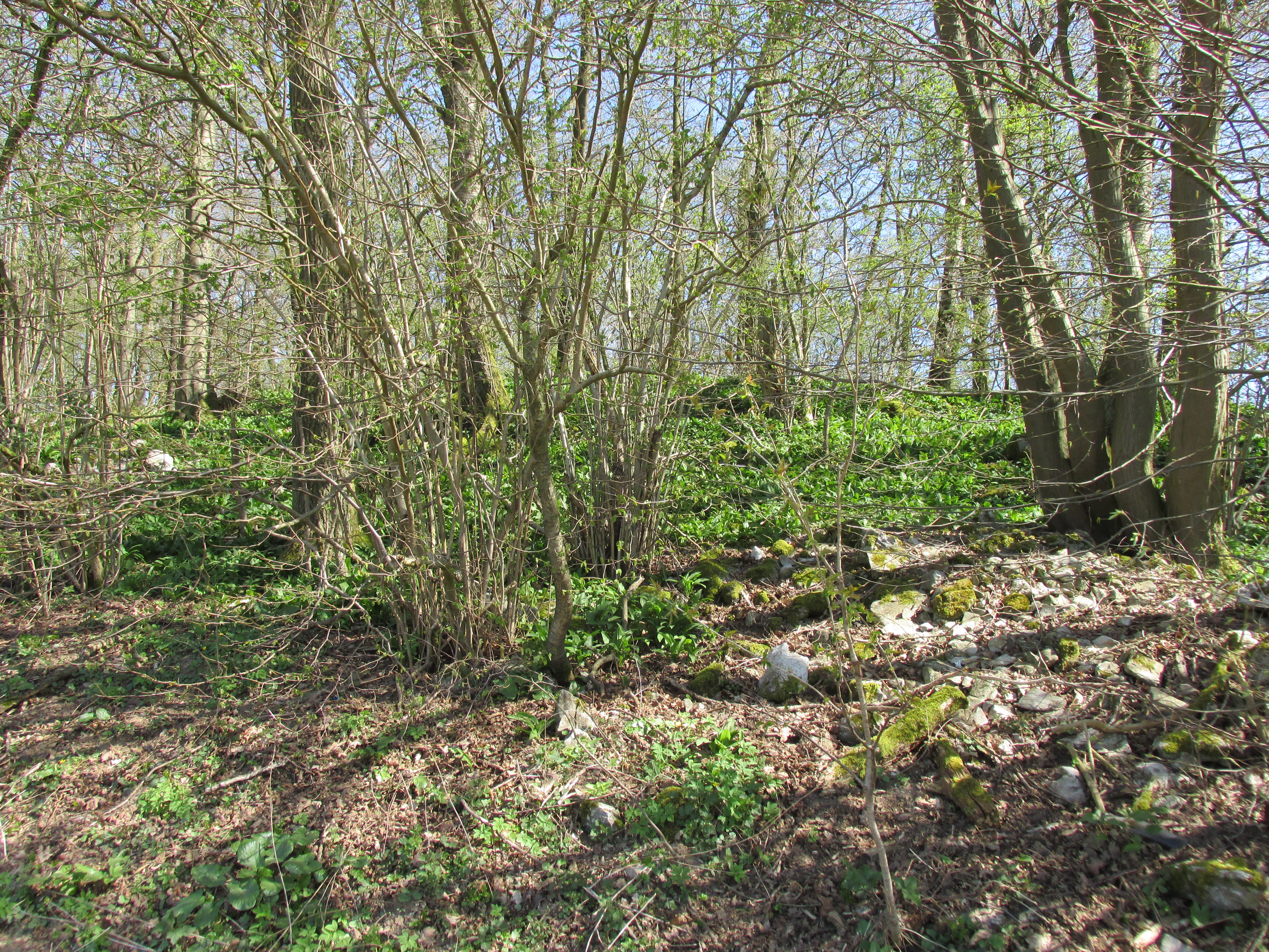 A sloped forest floor covered in low green vegetation, under a canopy of deciduous trees with early spring leaves.