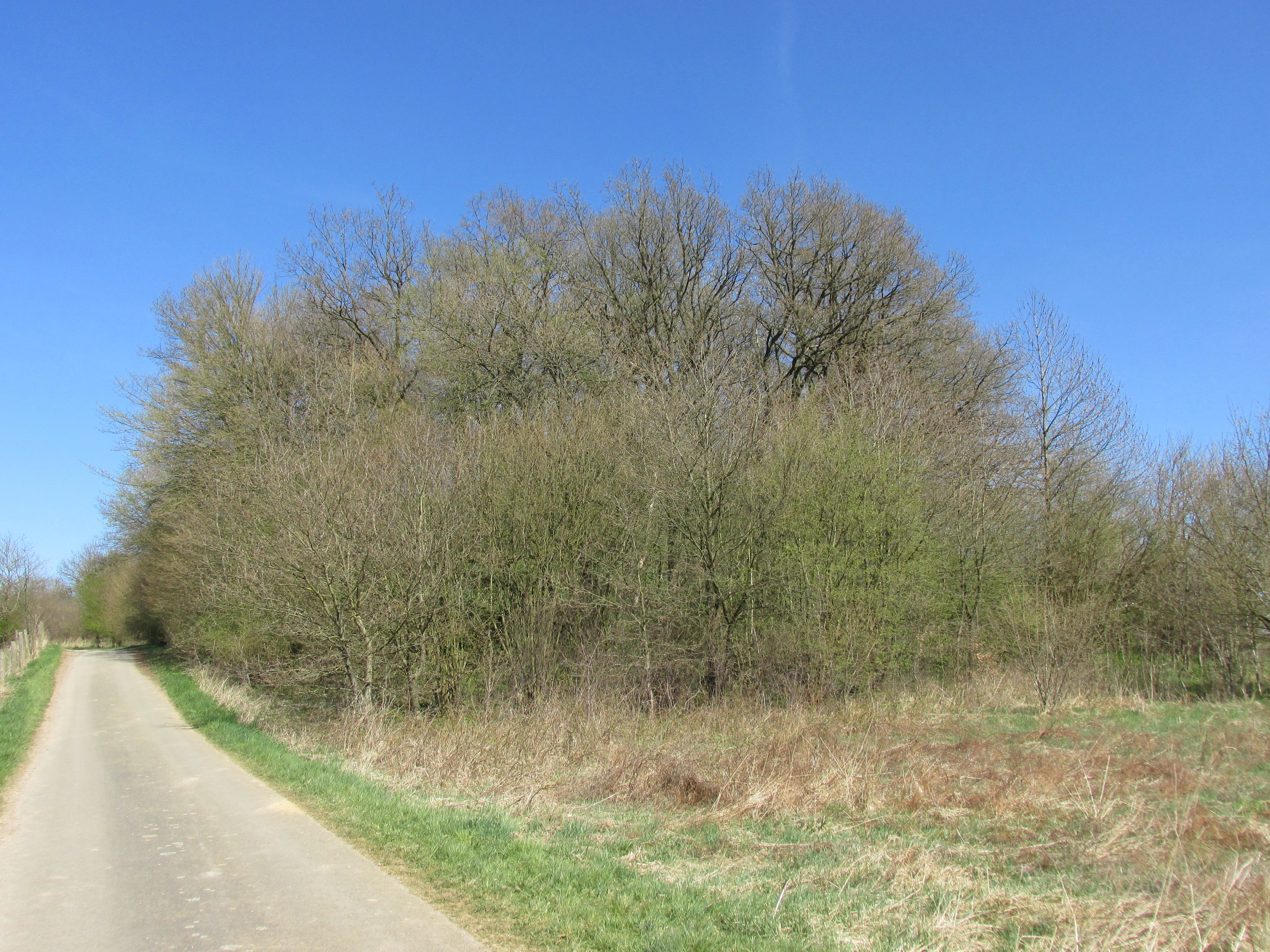 A dirt path follows the edge of a dense, leafy deciduous forest under a clear blue sky in spring.