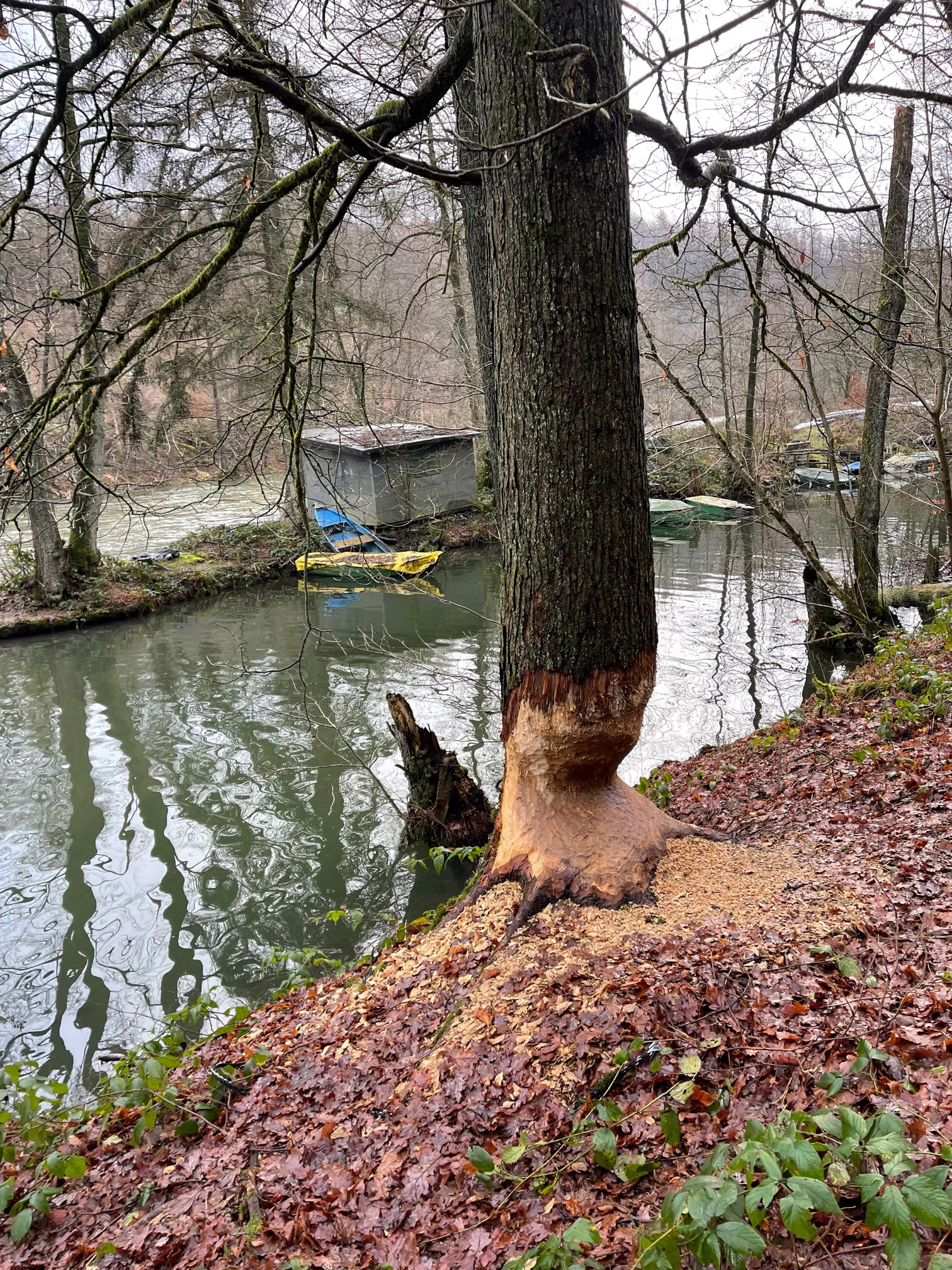 A tree trunk on a riverbank with a large, clean wedge-shaped gnaw mark at the base, indicating beaver activity.