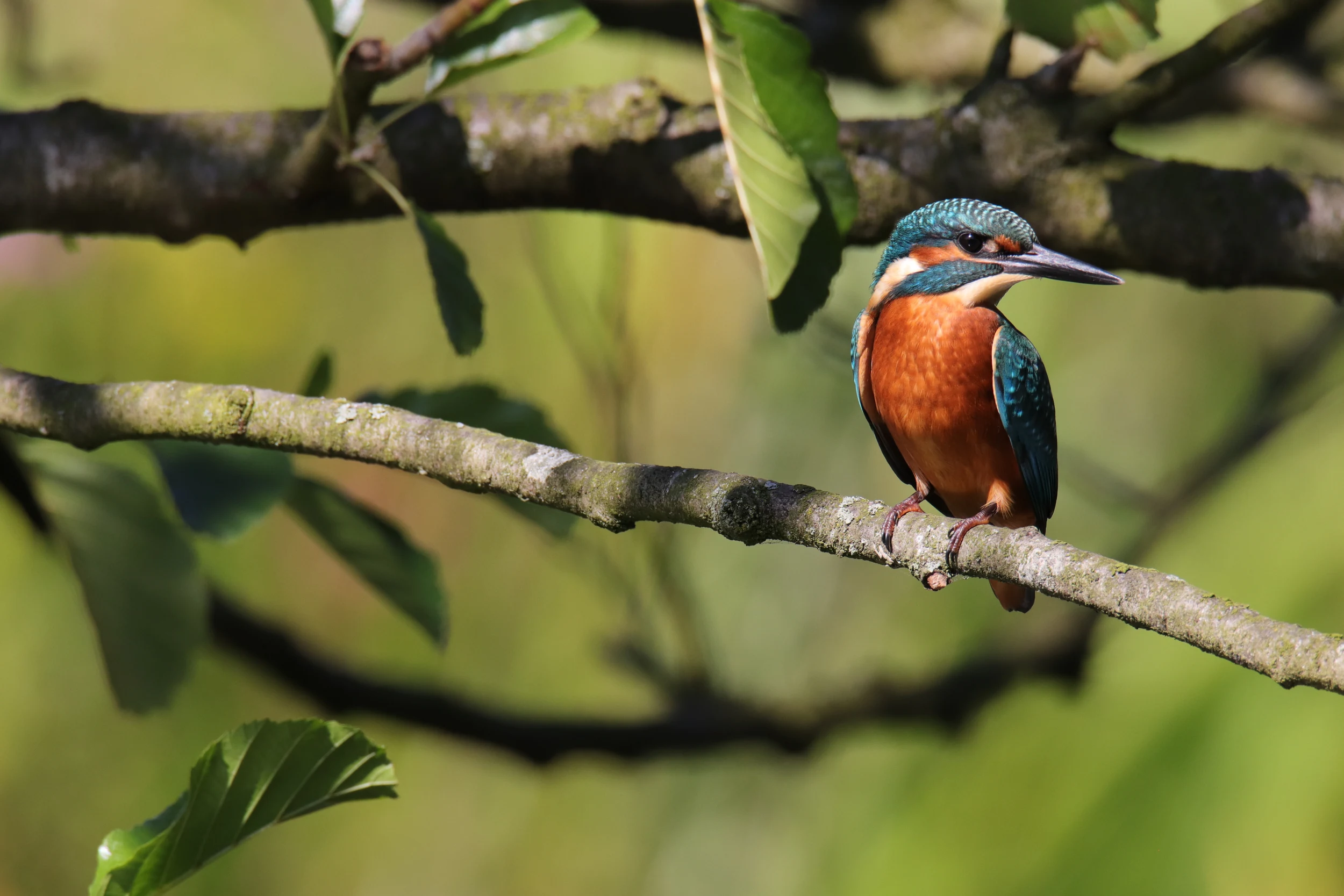 A bright blue and orange common kingfisher perched on a thin tree branch, looking to the right against a softly blurred green forest background.