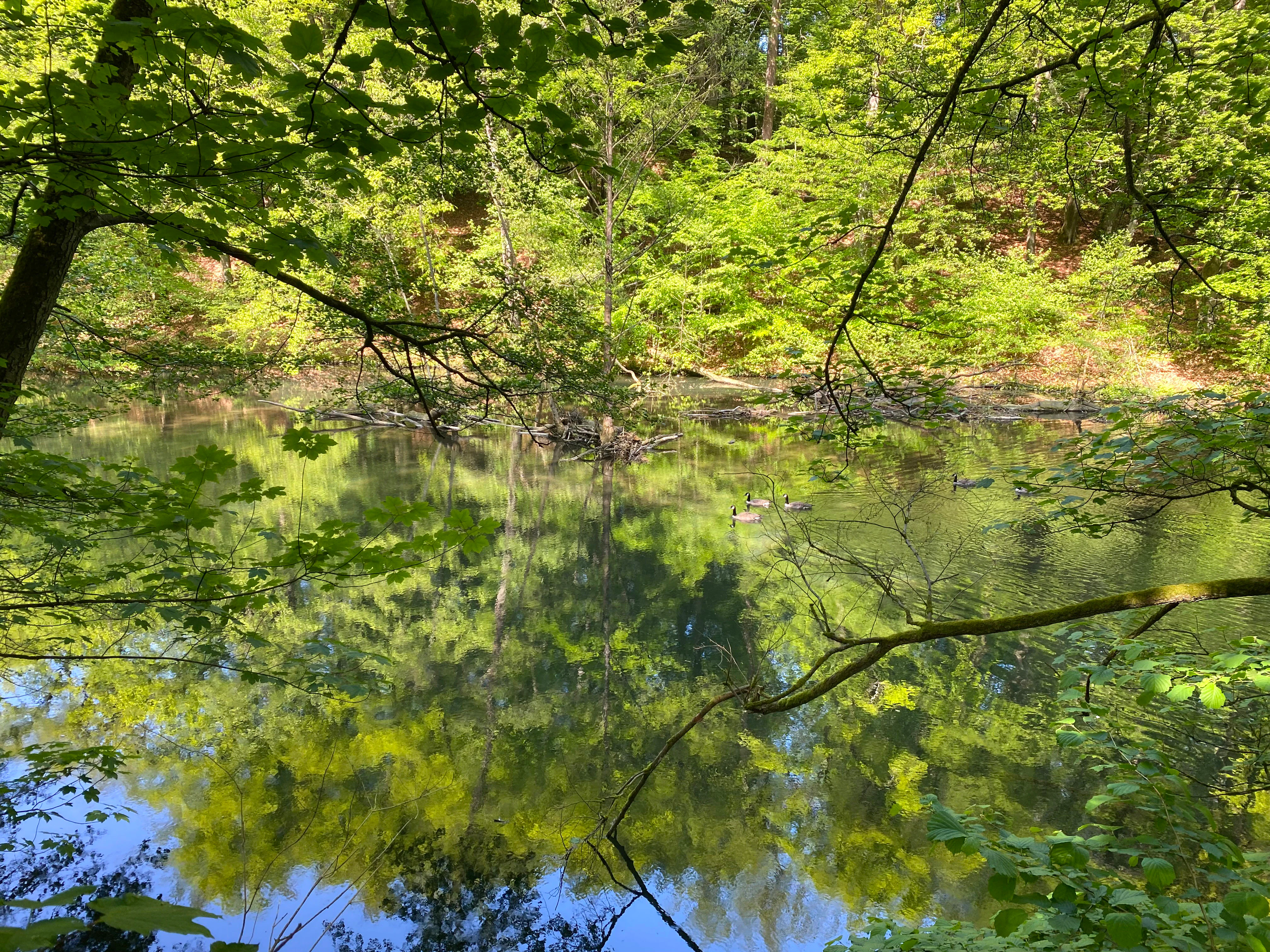 A view through lush green forest trees looking down at a calm river section with Canada geese swimming on the water surface.