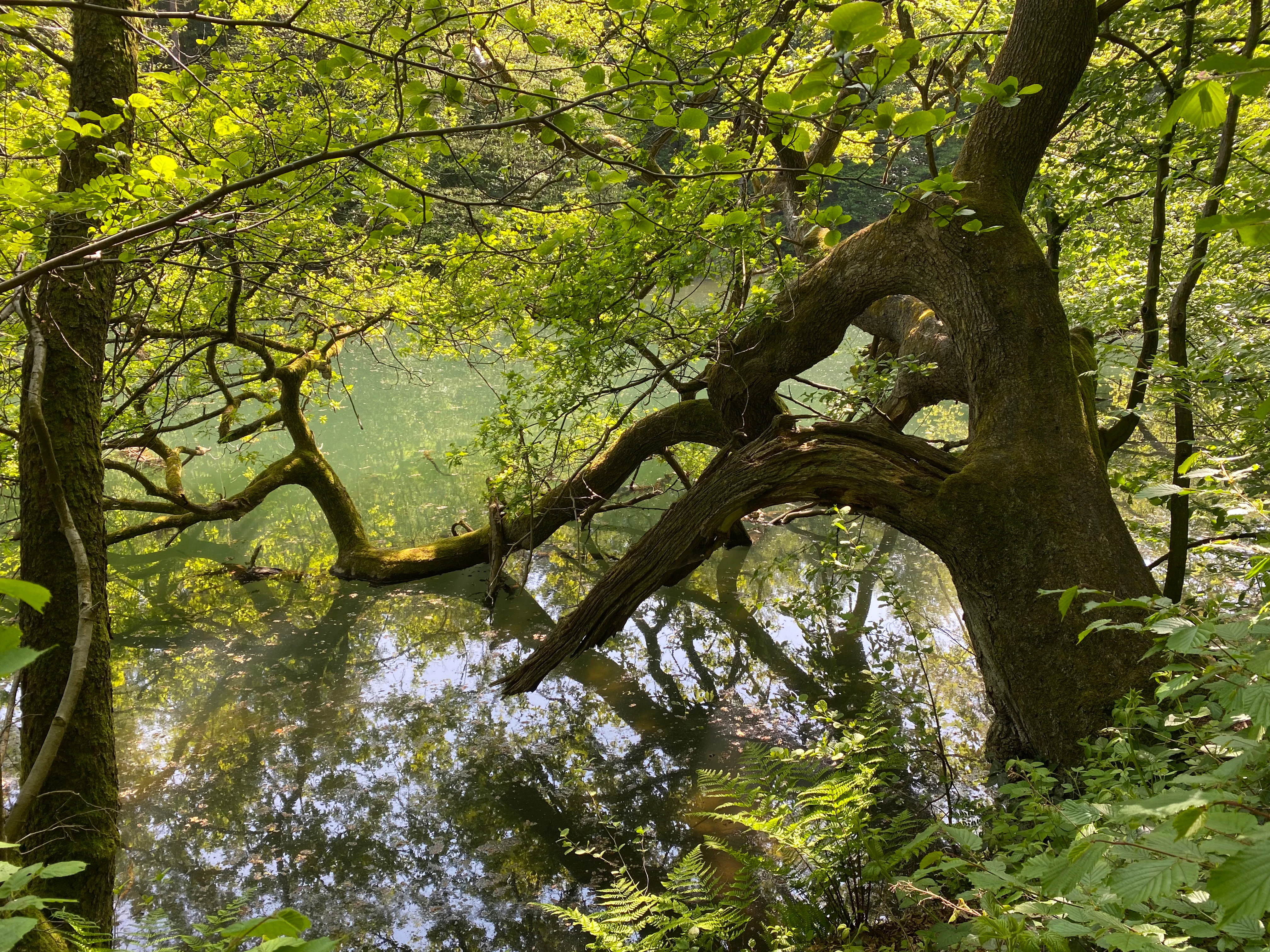 A tree with a thick, curved trunk leans over the calm, reflective surface of the Wupper river, surrounded by lush green foliage.