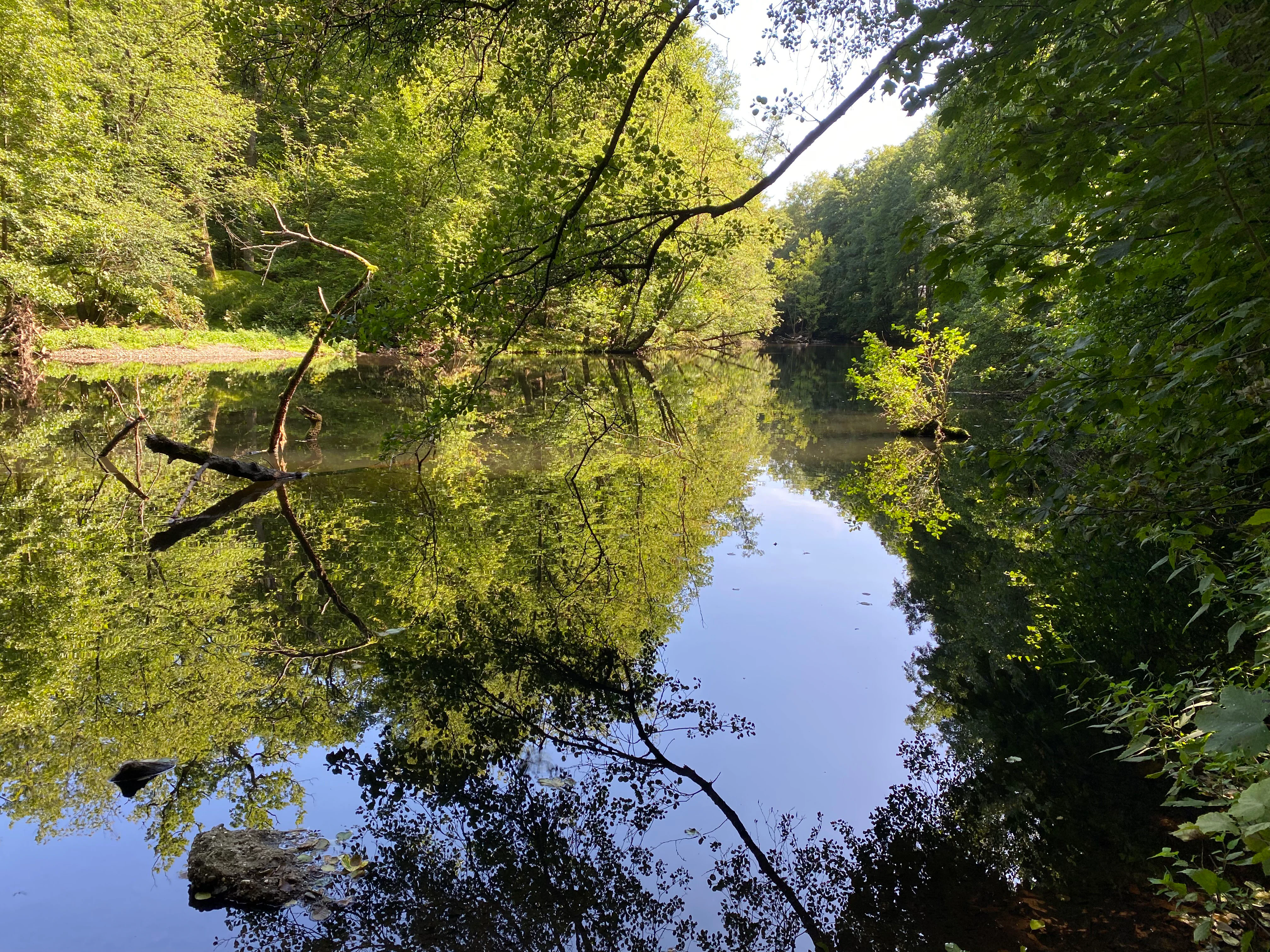 A calm, reflective section of the Wupper river surrounded by dense green deciduous forest, with overhanging tree branches and a partially submerged log in the water.