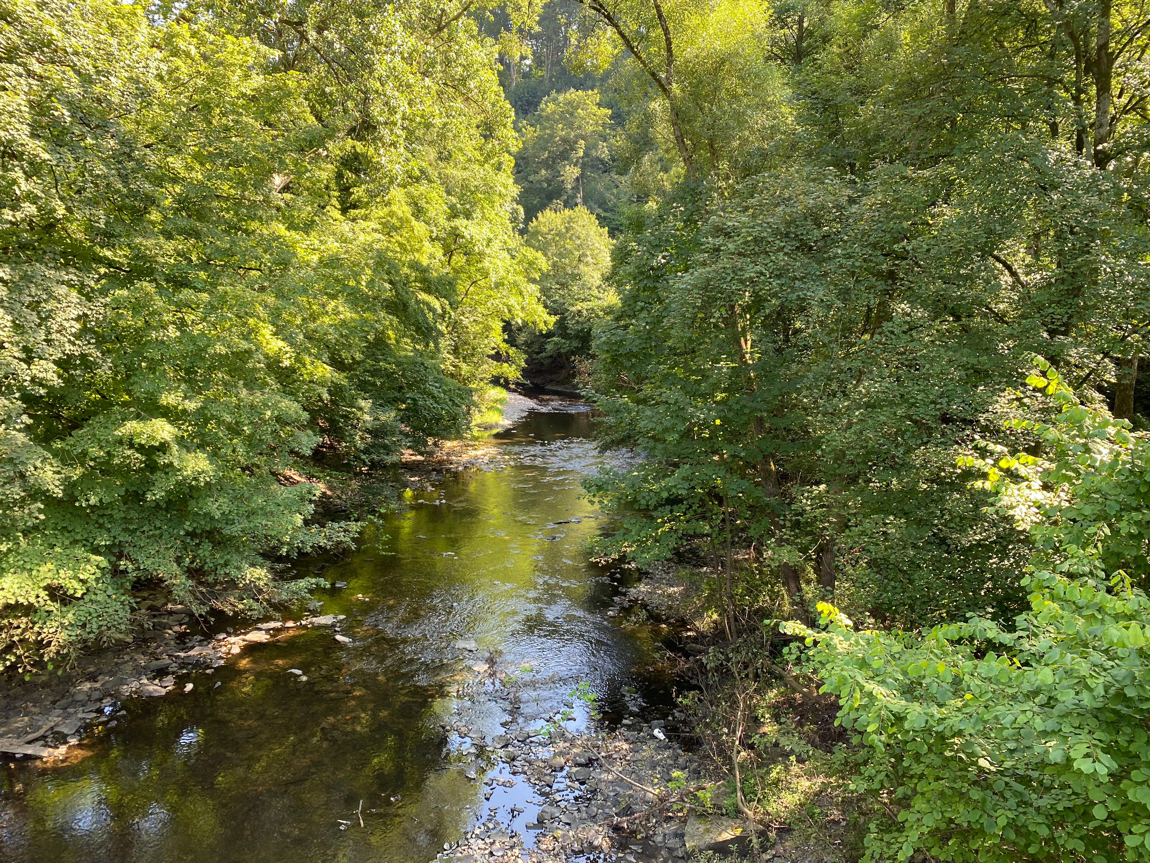 A calm, narrow river flows through a dense, leafy deciduous forest on a sunny day.
