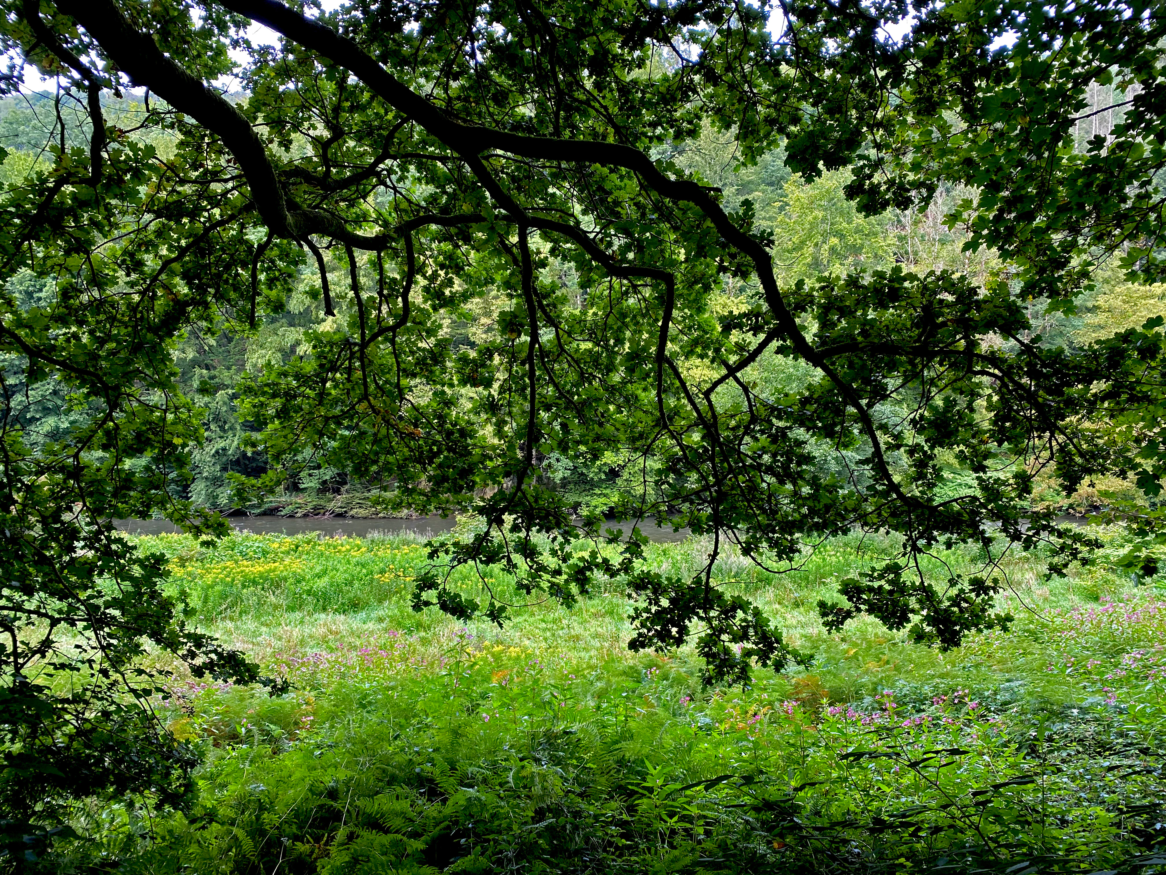 A view through dense overhanging tree branches looking down onto a lush green riverbank with flowering herbs and the Wupper river in the background.