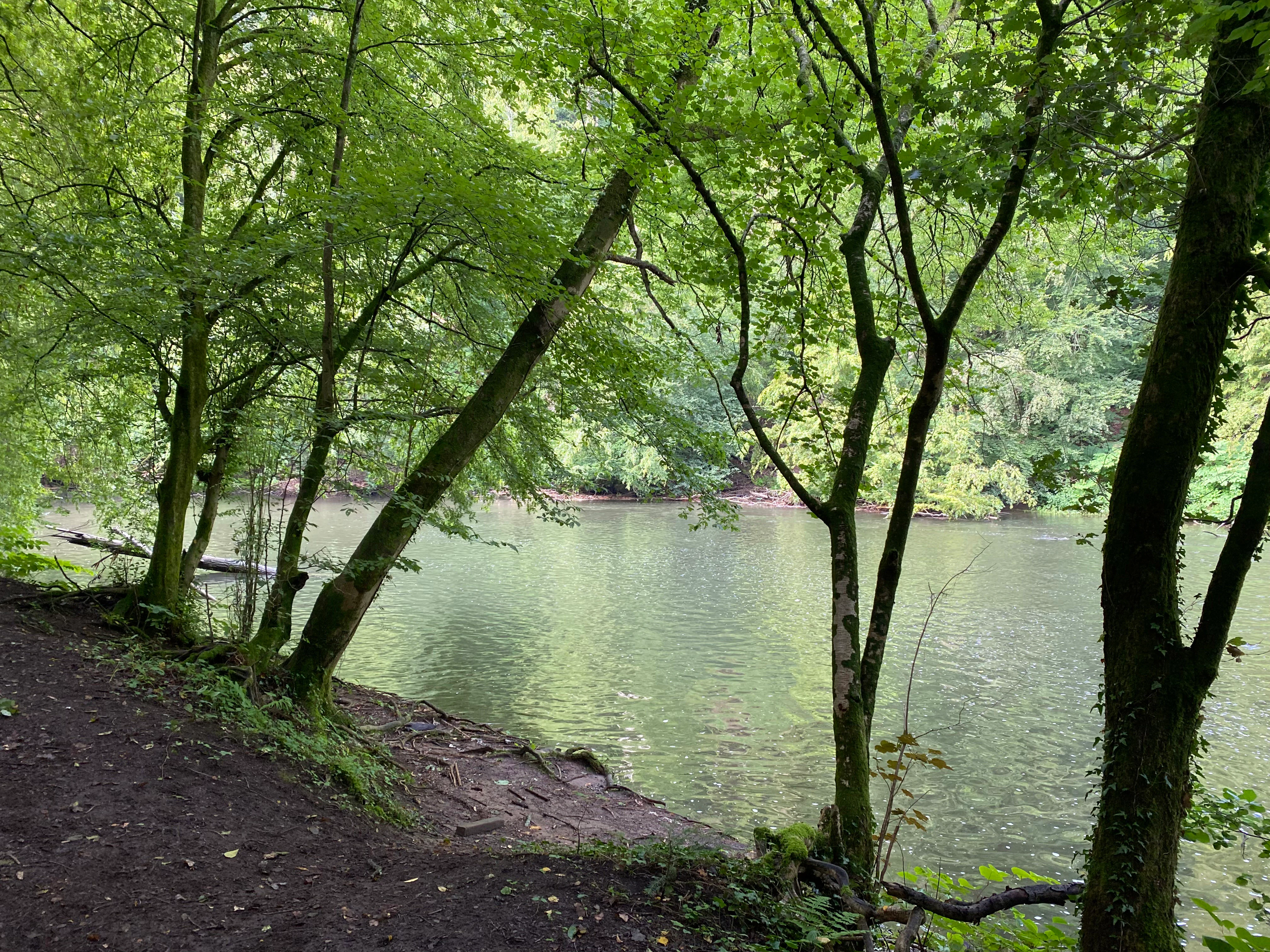 A view of a river framed by dense green deciduous trees and a dirt riverbank.
