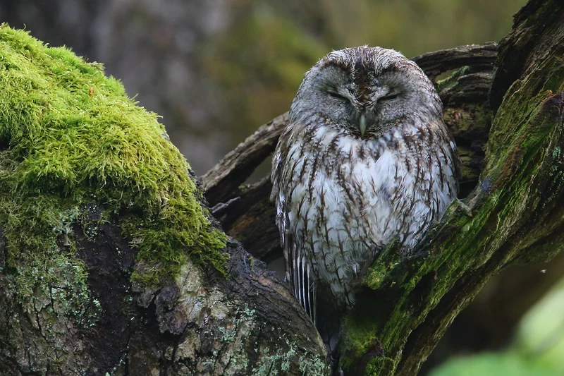 A tawny owl perched with its eyes closed on a moss-covered tree branch.