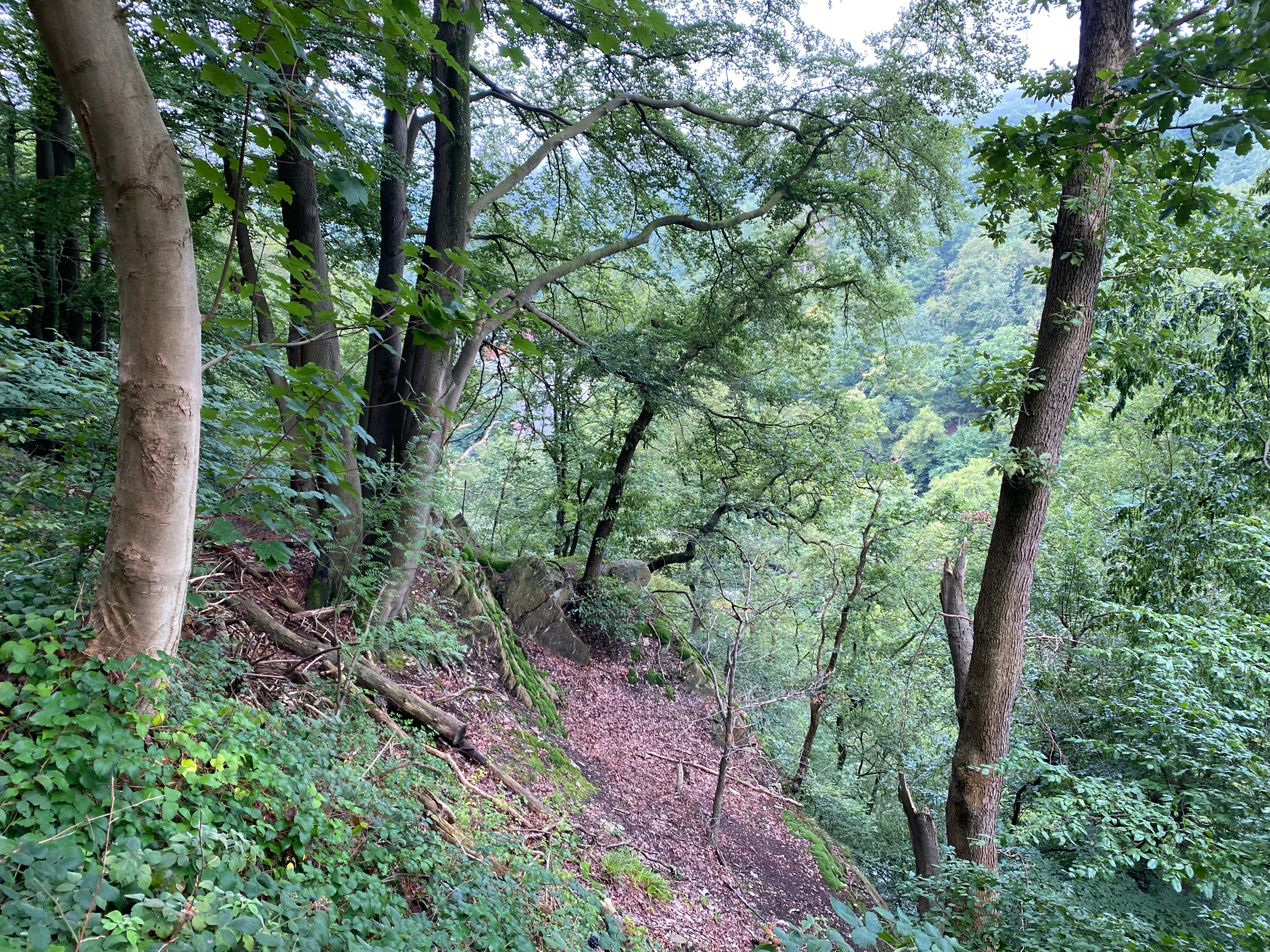 A downward view of a steep, heavily wooded hillside with deciduous trees, rocky outcroppings, and a leaf-covered path.