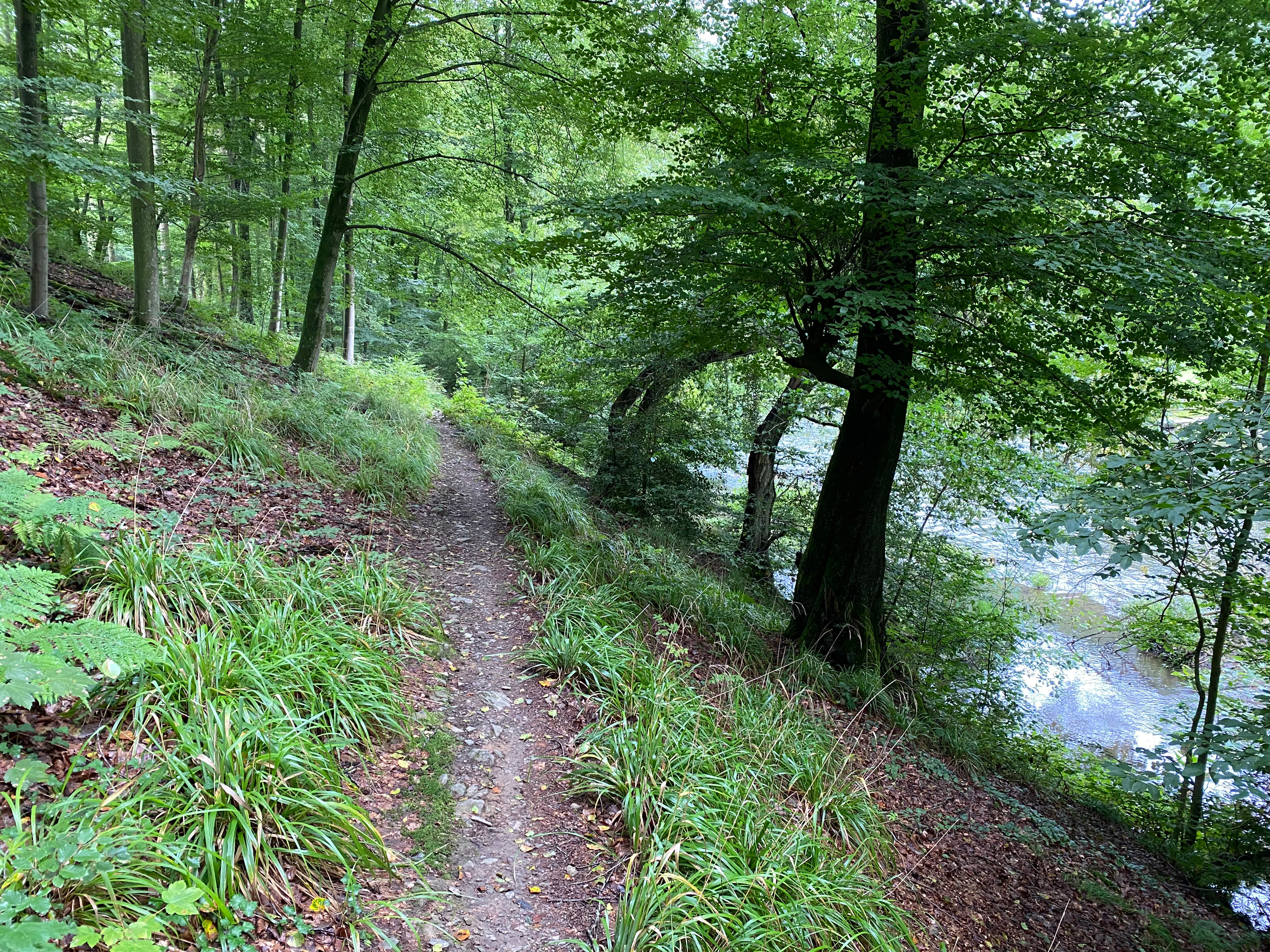 A narrow, dirt hiking trail follows the edge of a forested riverbank with lush green vegetation and mature trees.