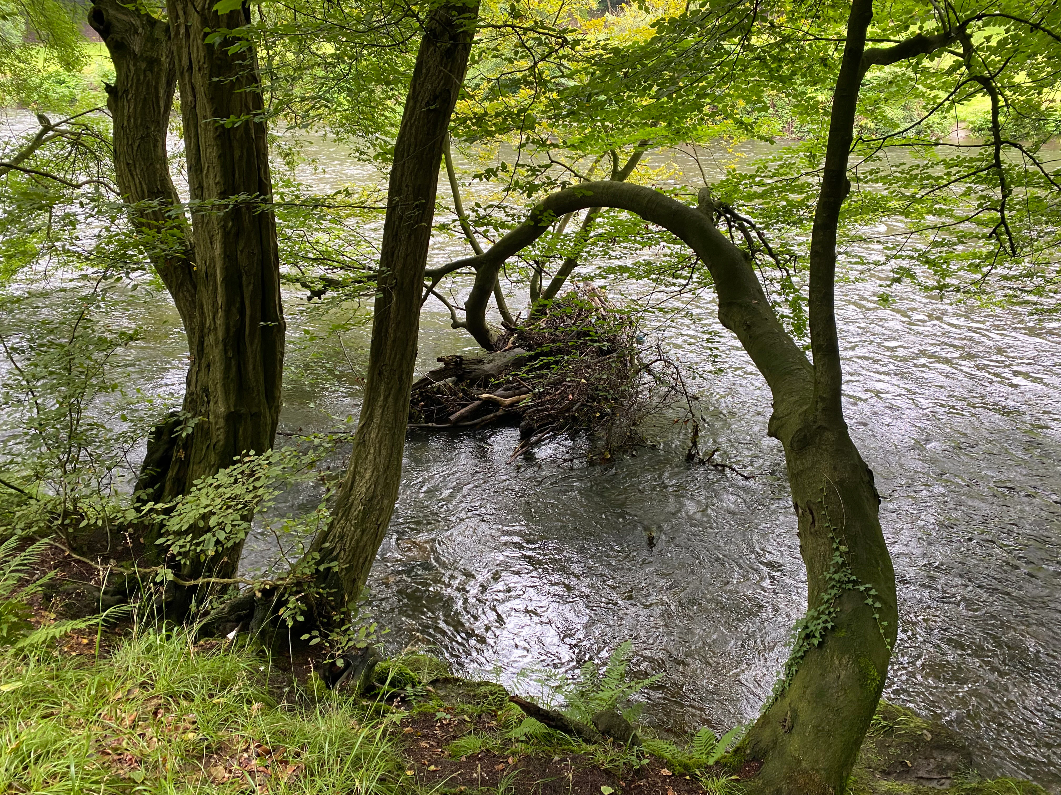 A view looking down from a grassy bank at the Wupper River, showing branches and river debris caught in tree roots at the water's edge.