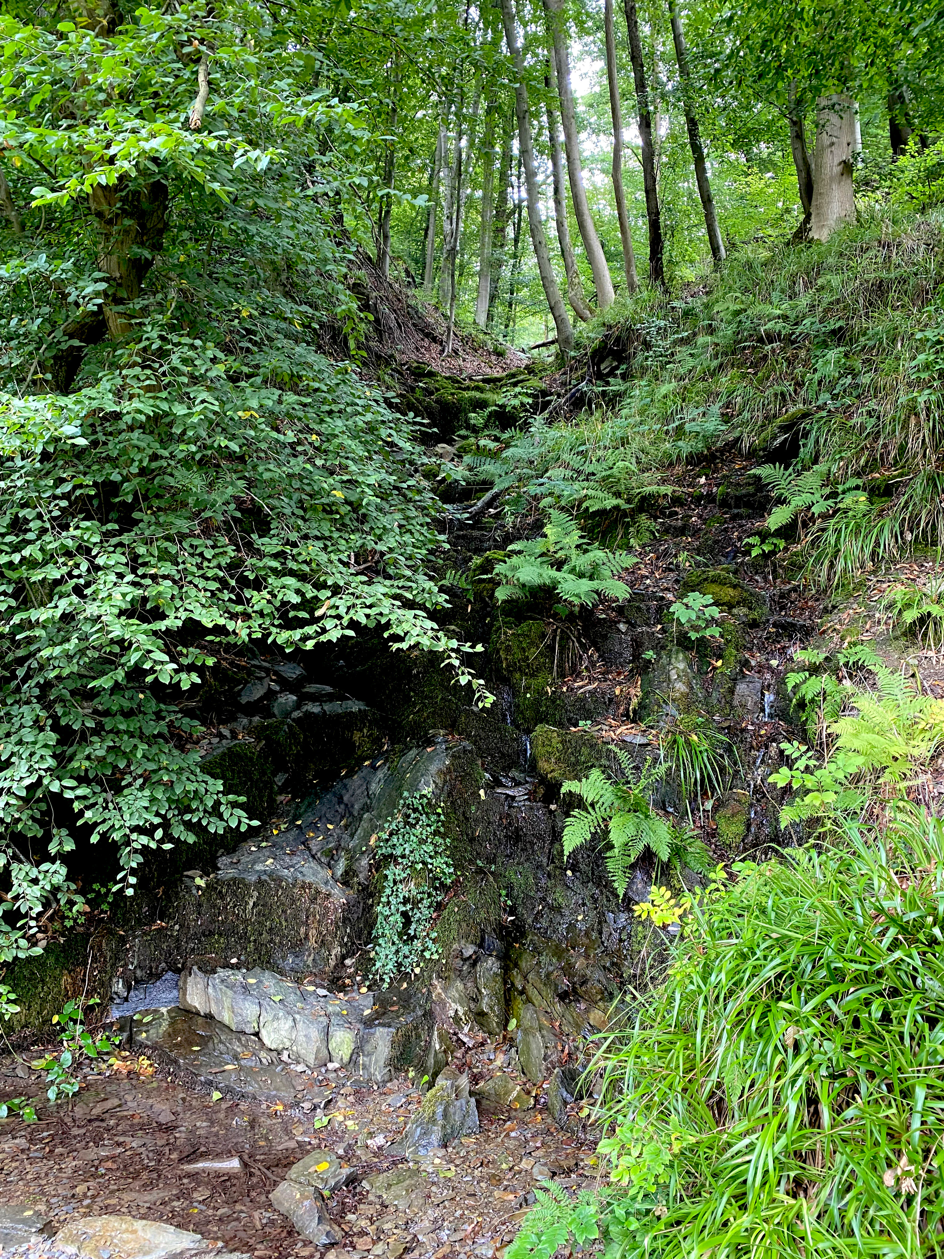 A small, cascading stream flowing over moss-covered rocks, surrounded by lush green foliage and dense trees in a forest setting.