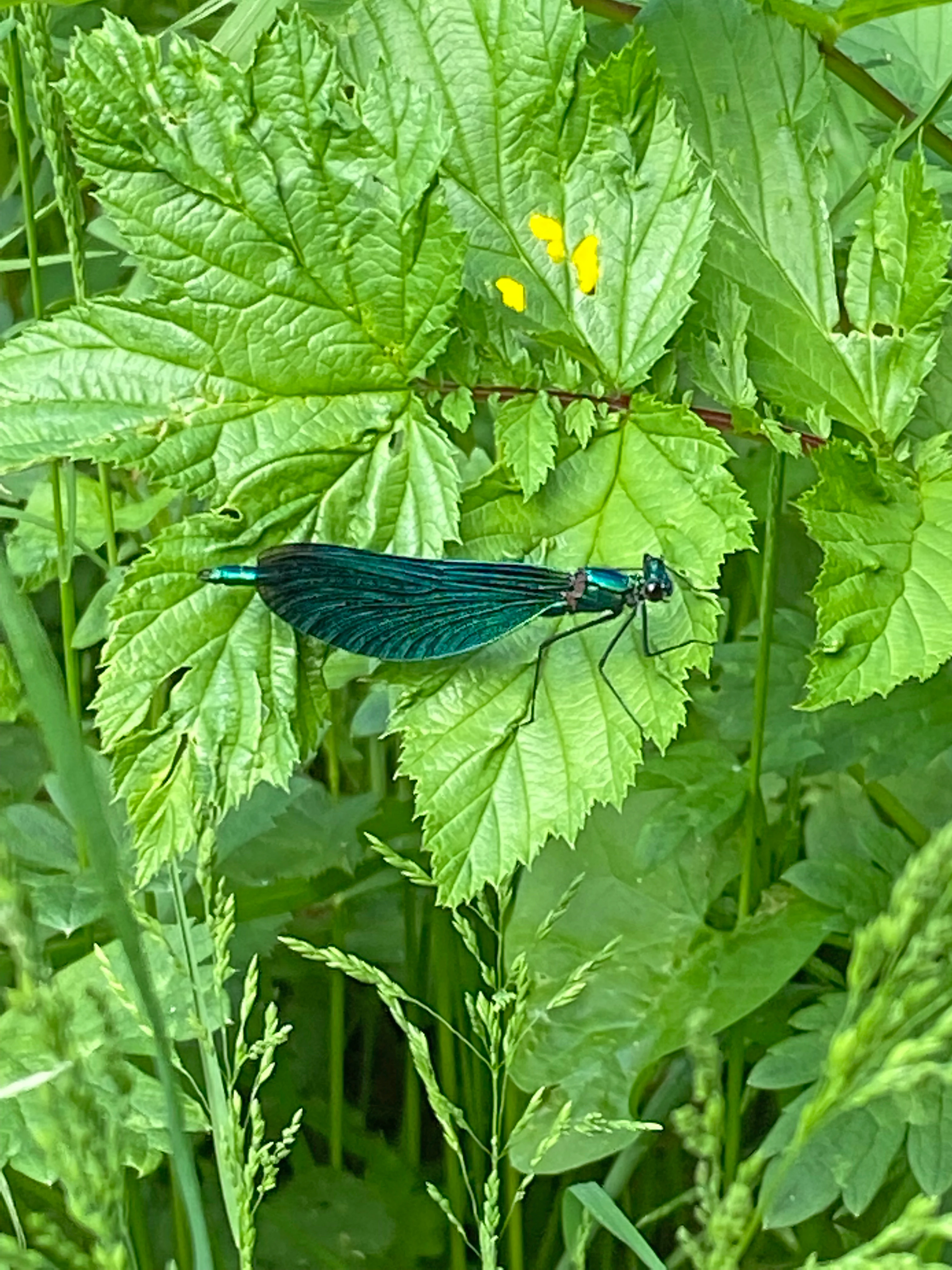 A metallic blue damselfly with dark wings rests on a bright green leaf surrounded by dense vegetation.
