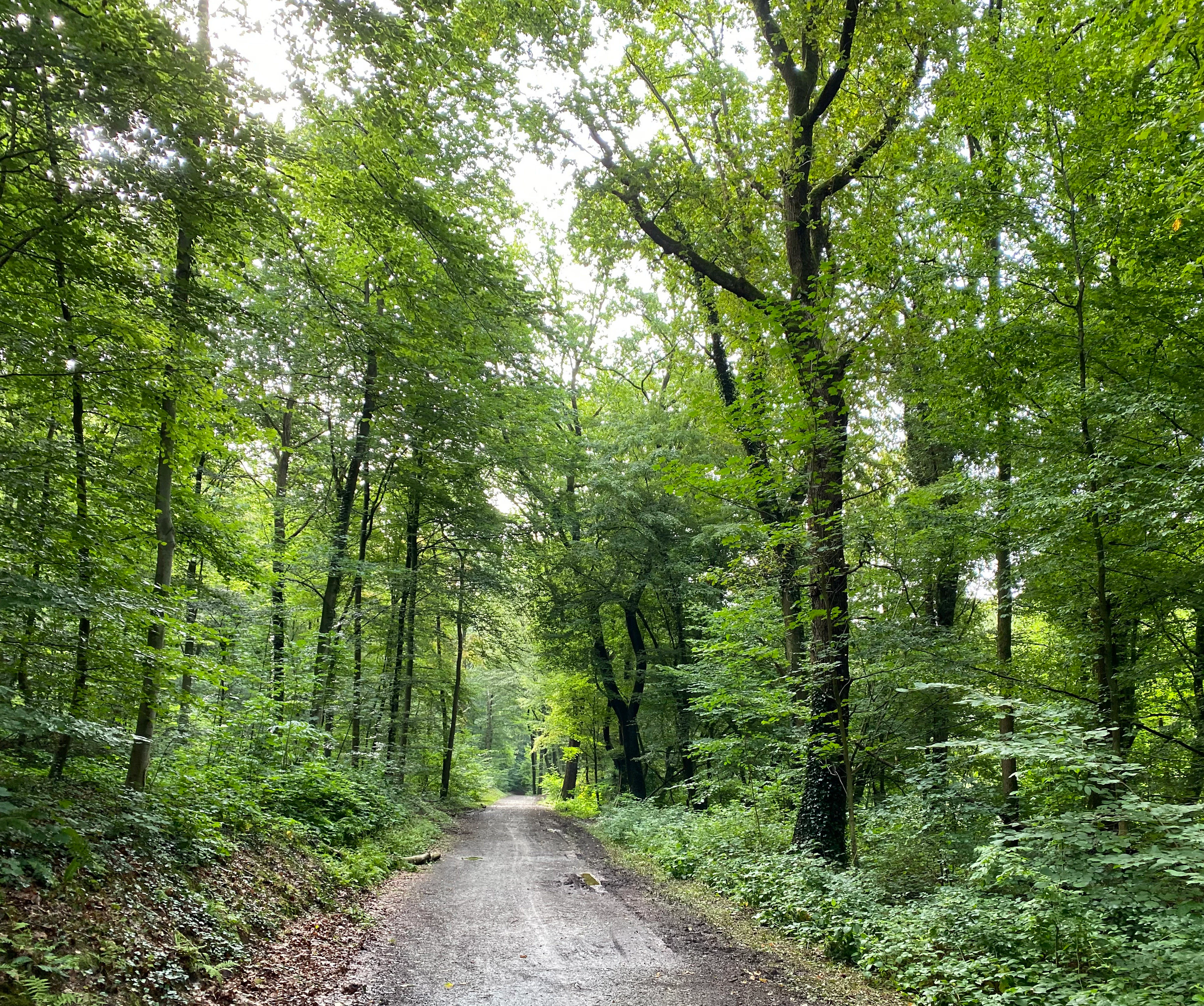 A dirt hiking trail stretches into the distance through a dense, green, deciduous forest with tall trees.