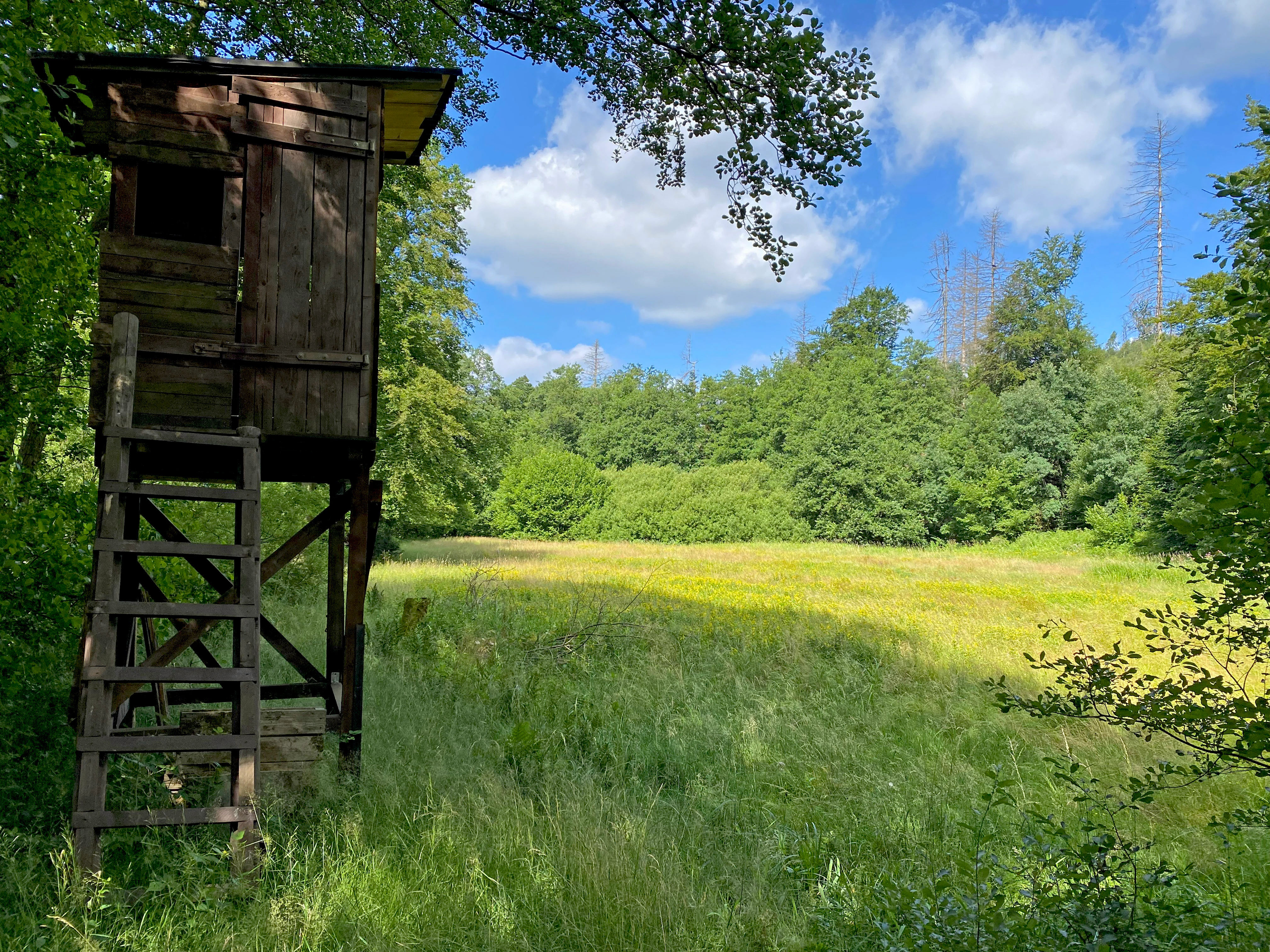 A weathered wooden elevated hunting stand stands at the edge of a lush green floodplain meadow under a blue sky with scattered clouds.