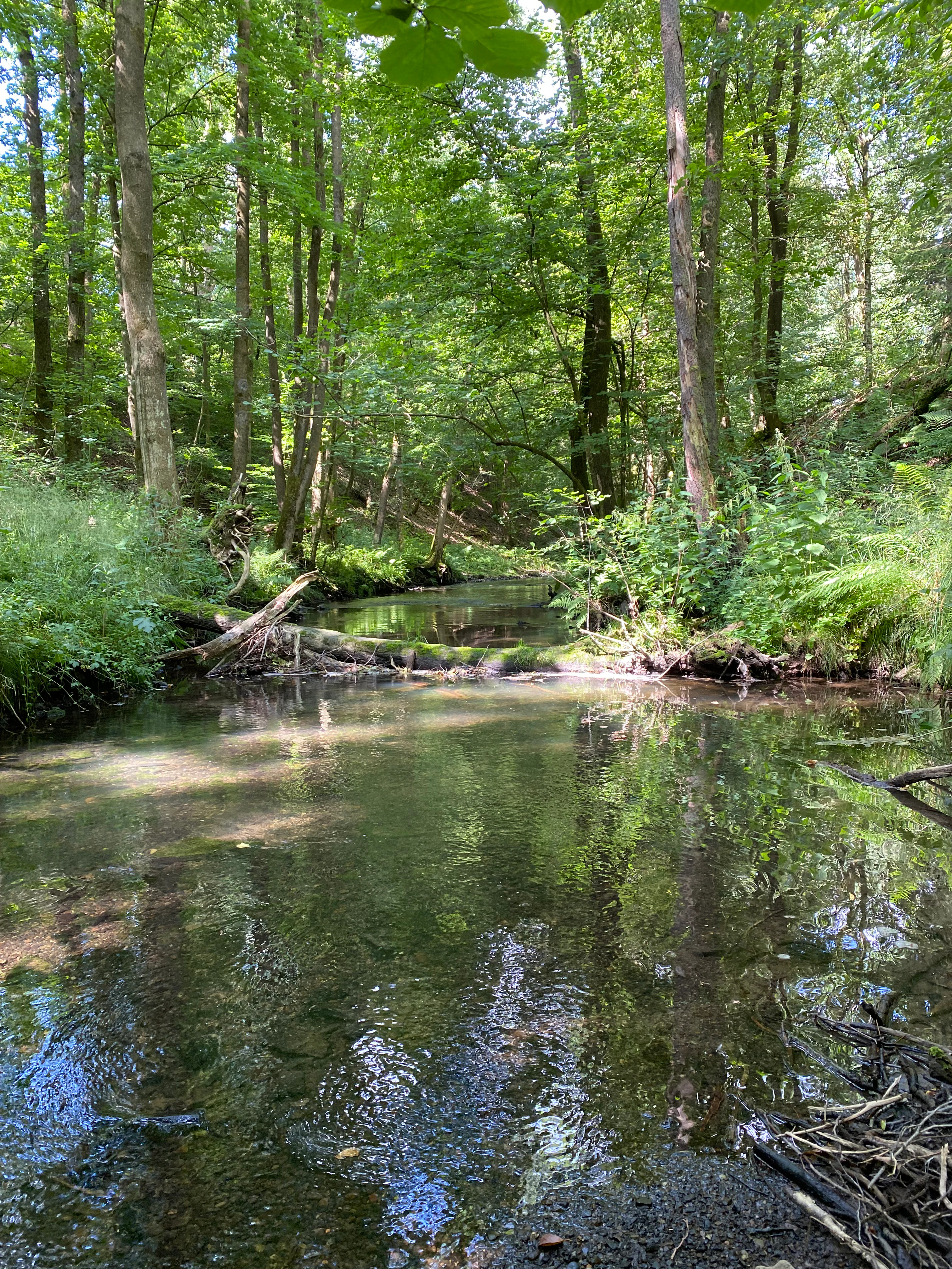 A small, calm river flows through a dense, lush green forest with trees reflected in the clear water and a fallen log crossing the stream.
