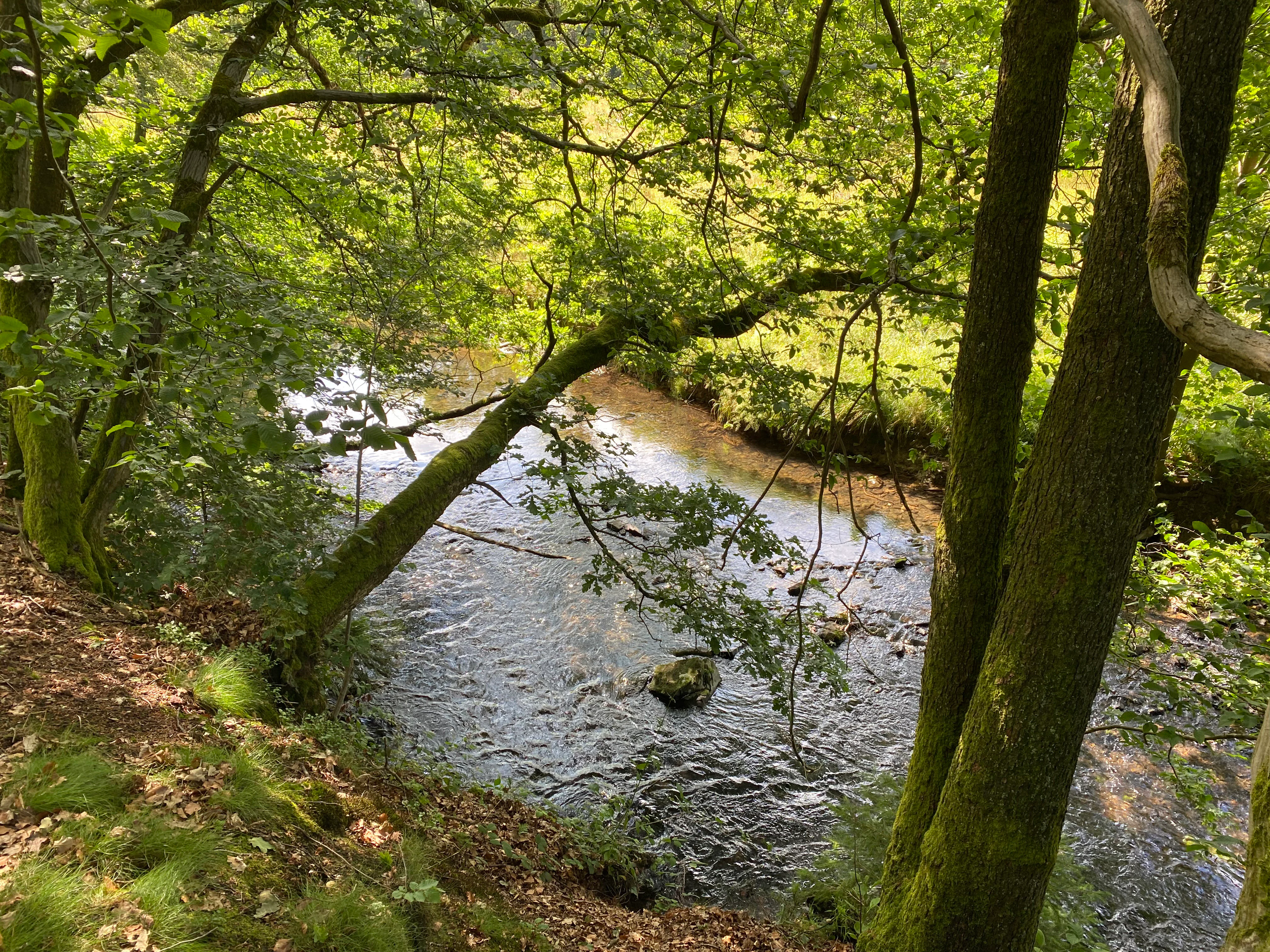 A view of the small, flowing Wupper river framed by dense green trees and foliage in a nature reserve.
