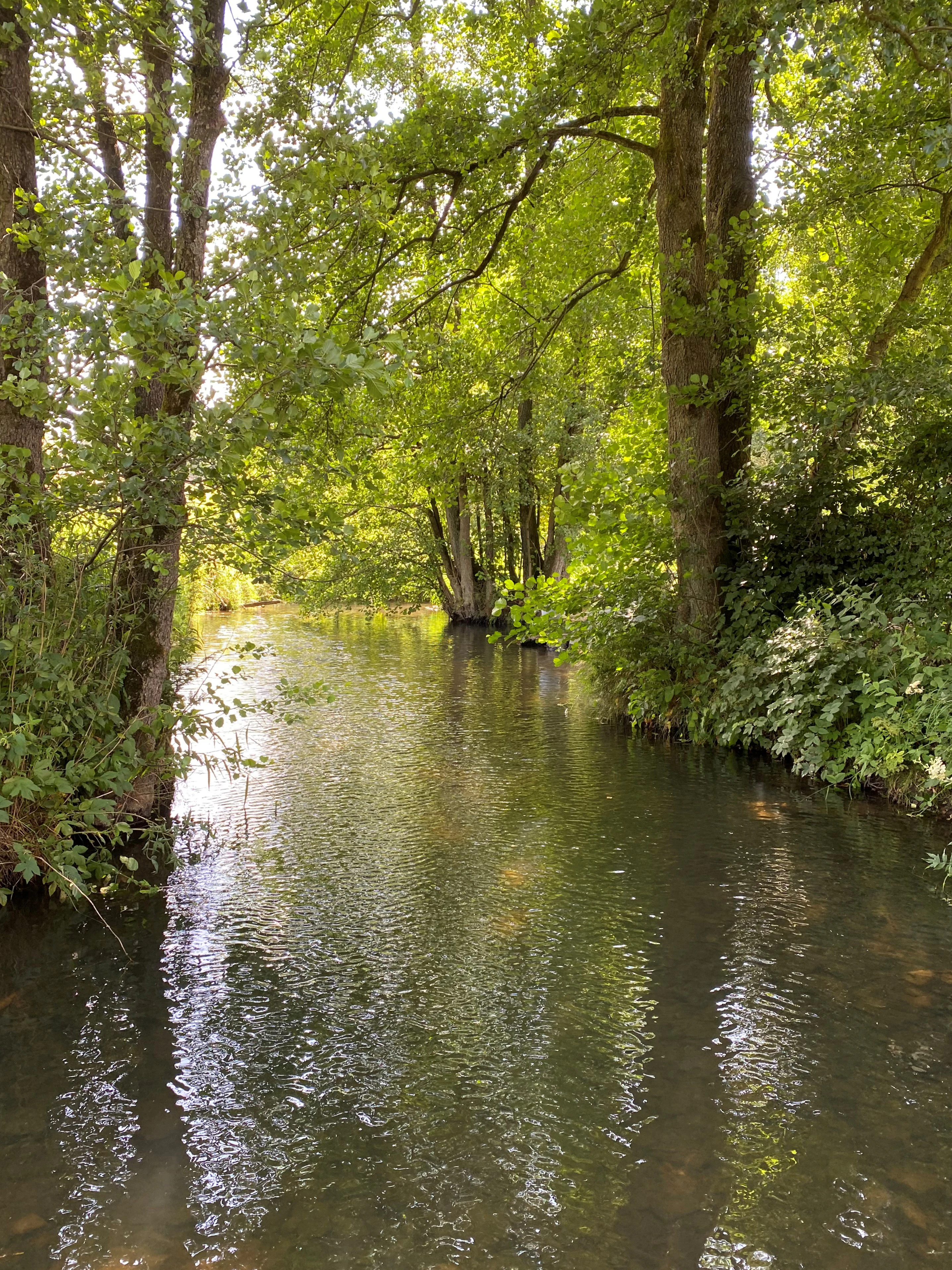 A peaceful stream flows through a dense, leafy deciduous forest with trees lining both banks and casting dappled shadows on the water surface.