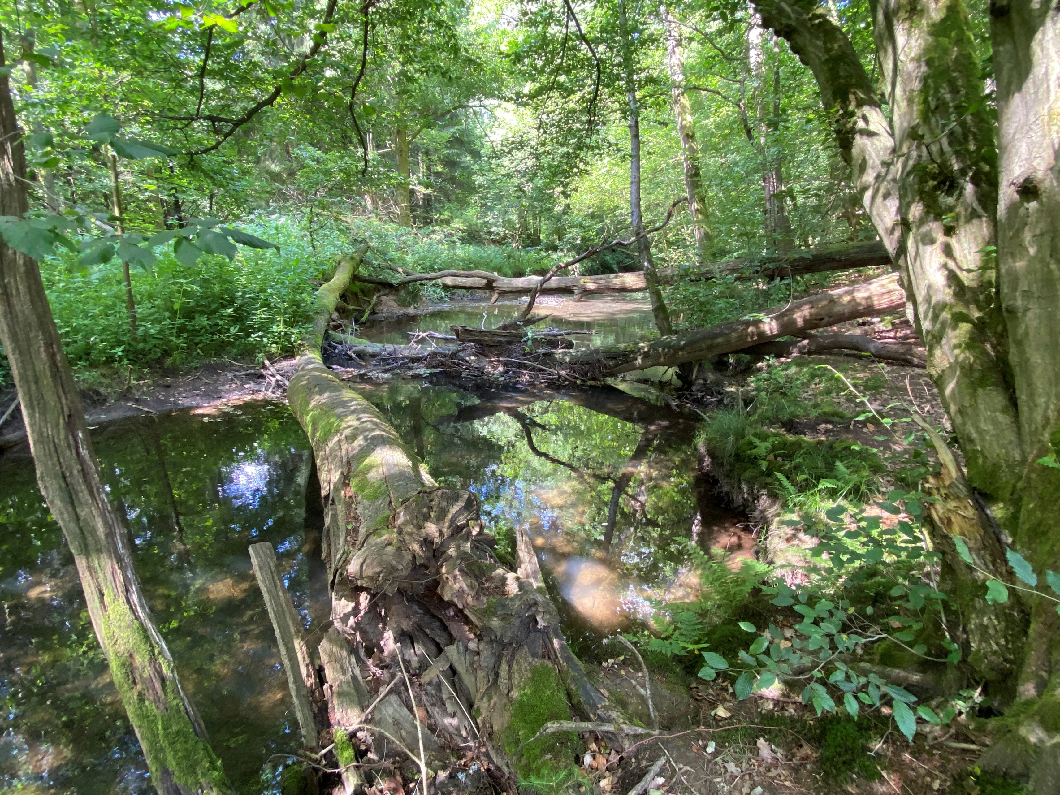 A calm, shallow section of the Wupper River surrounded by dense green forest foliage, with several large mossy logs lying across the water.