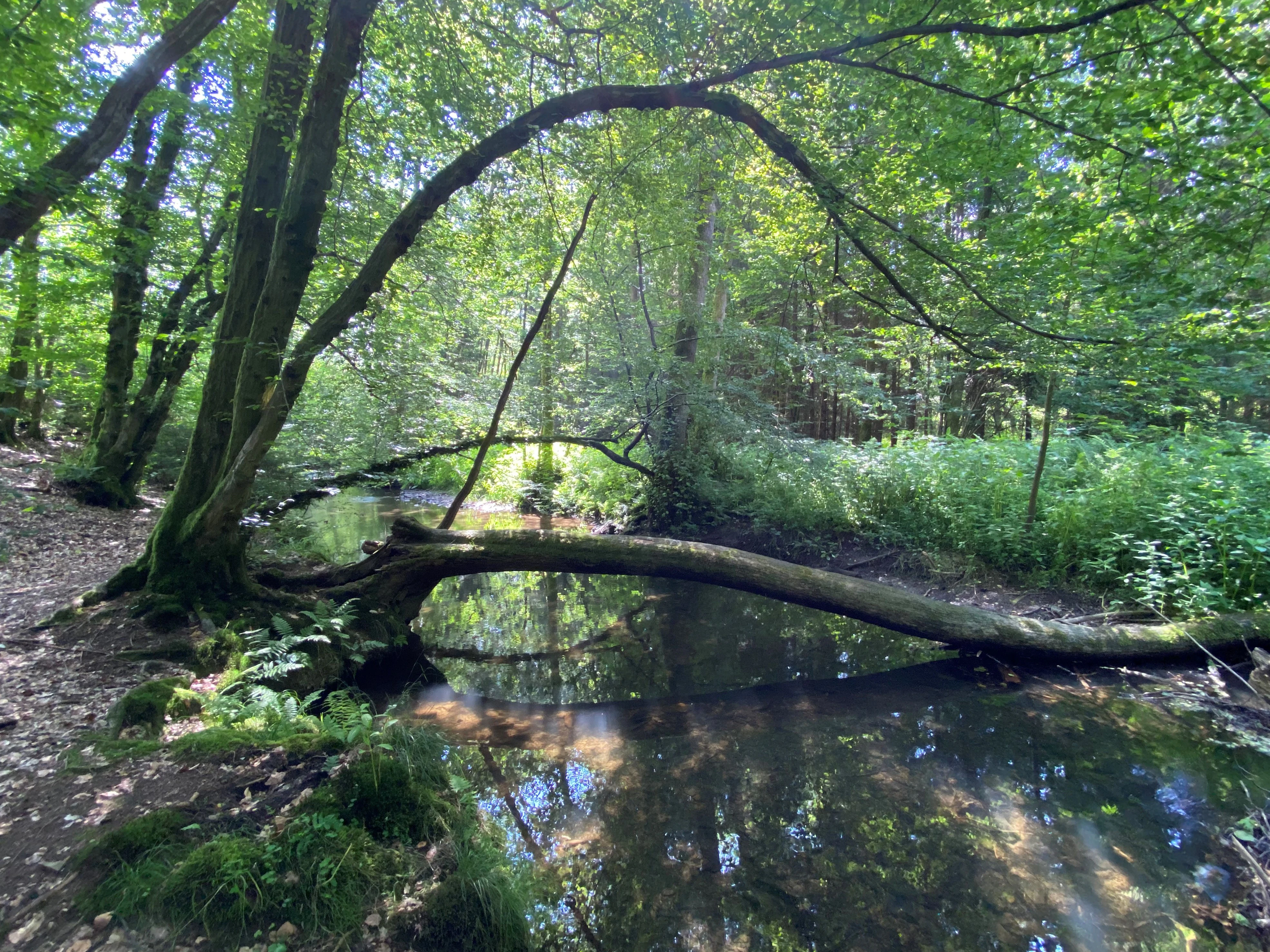 A calm, narrow river flowing through a dense forest, with a large, moss-covered log lying across the water, and lush green trees and foliage on the riverbanks.