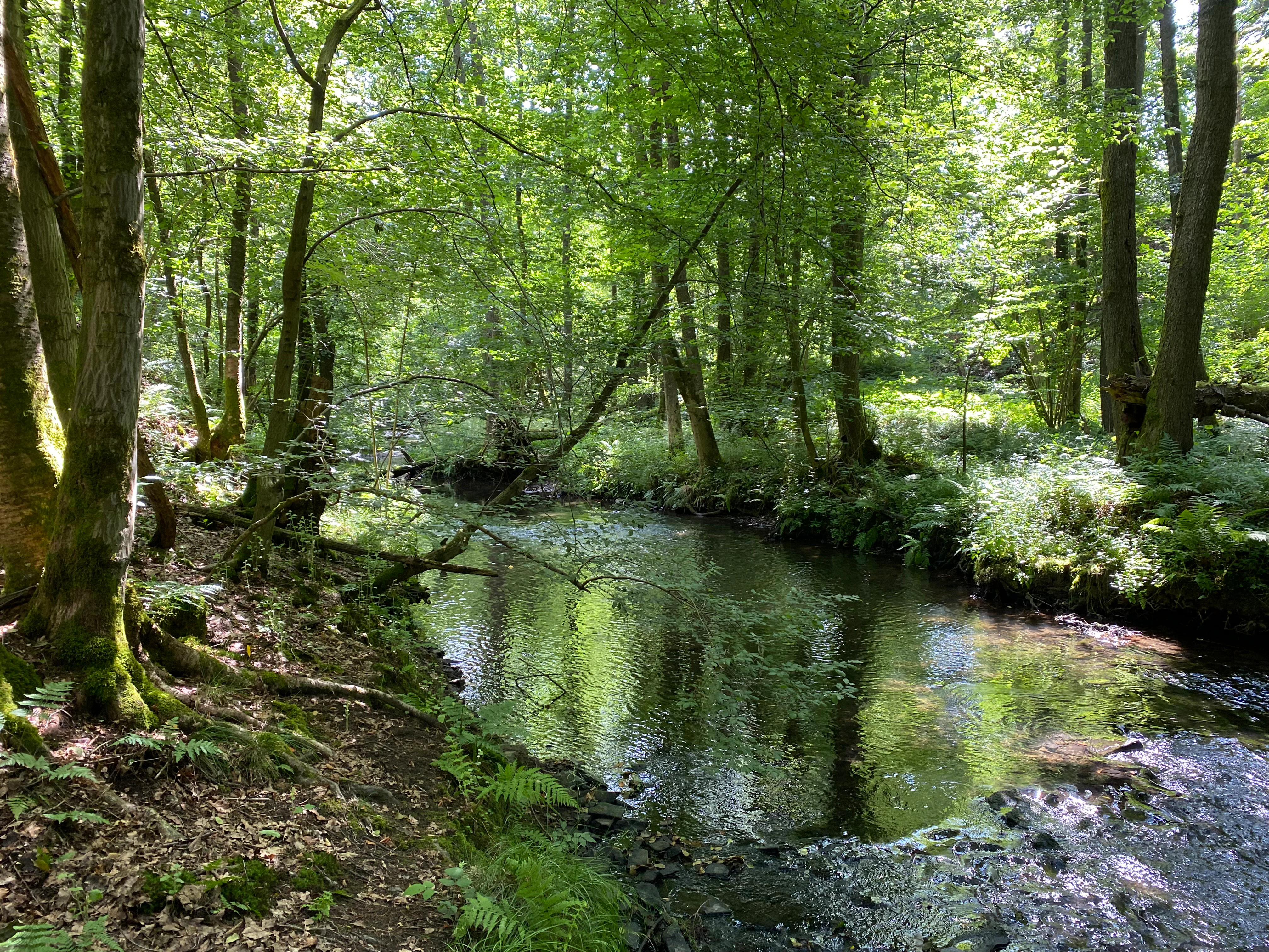 A small, calm river flows through a dense, green forest with dappled sunlight reflecting on the water surface and mossy tree trunks along the banks.