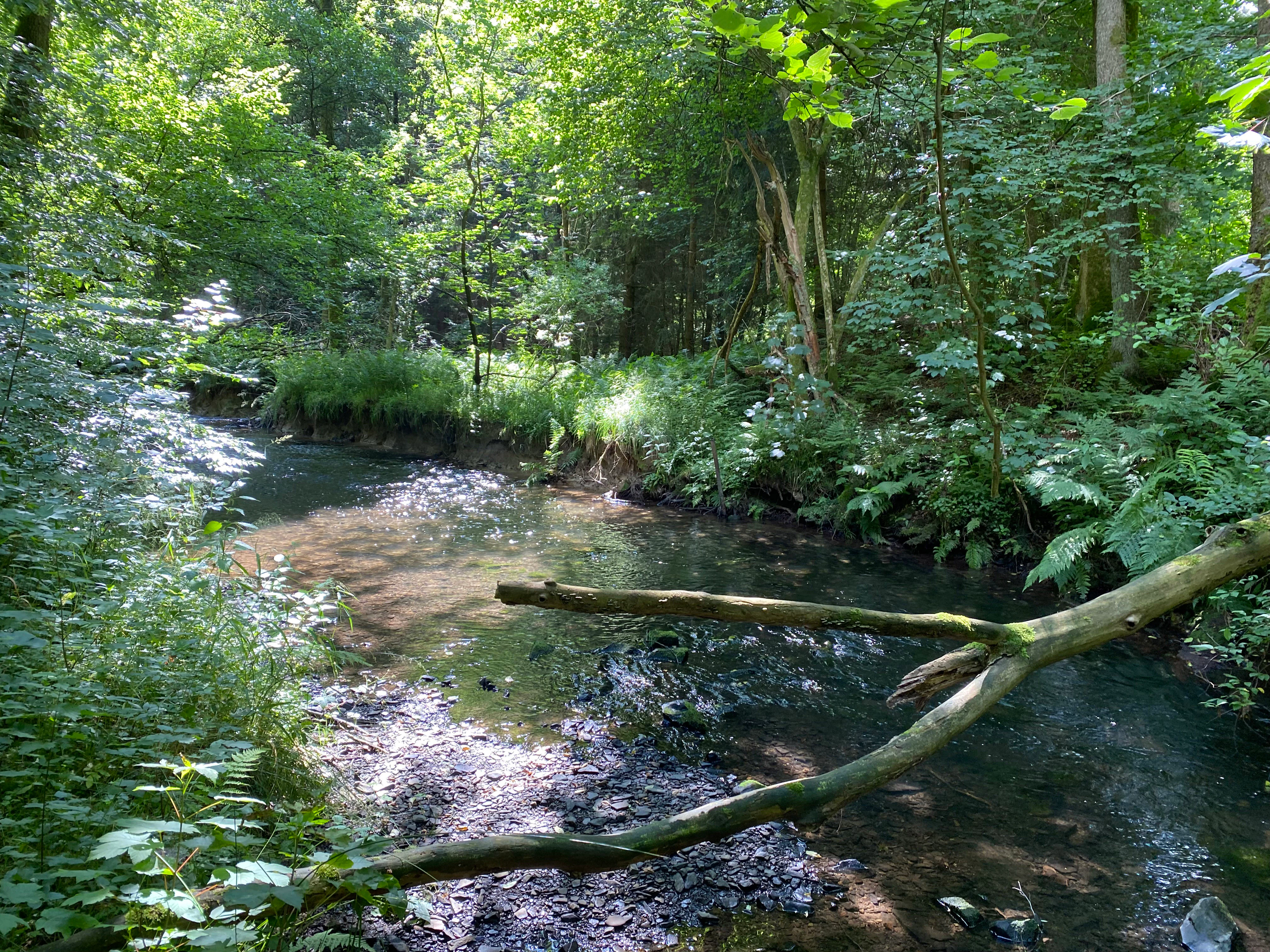 A small, clear river flows through a dense forest with a large fallen branch extending over the water.