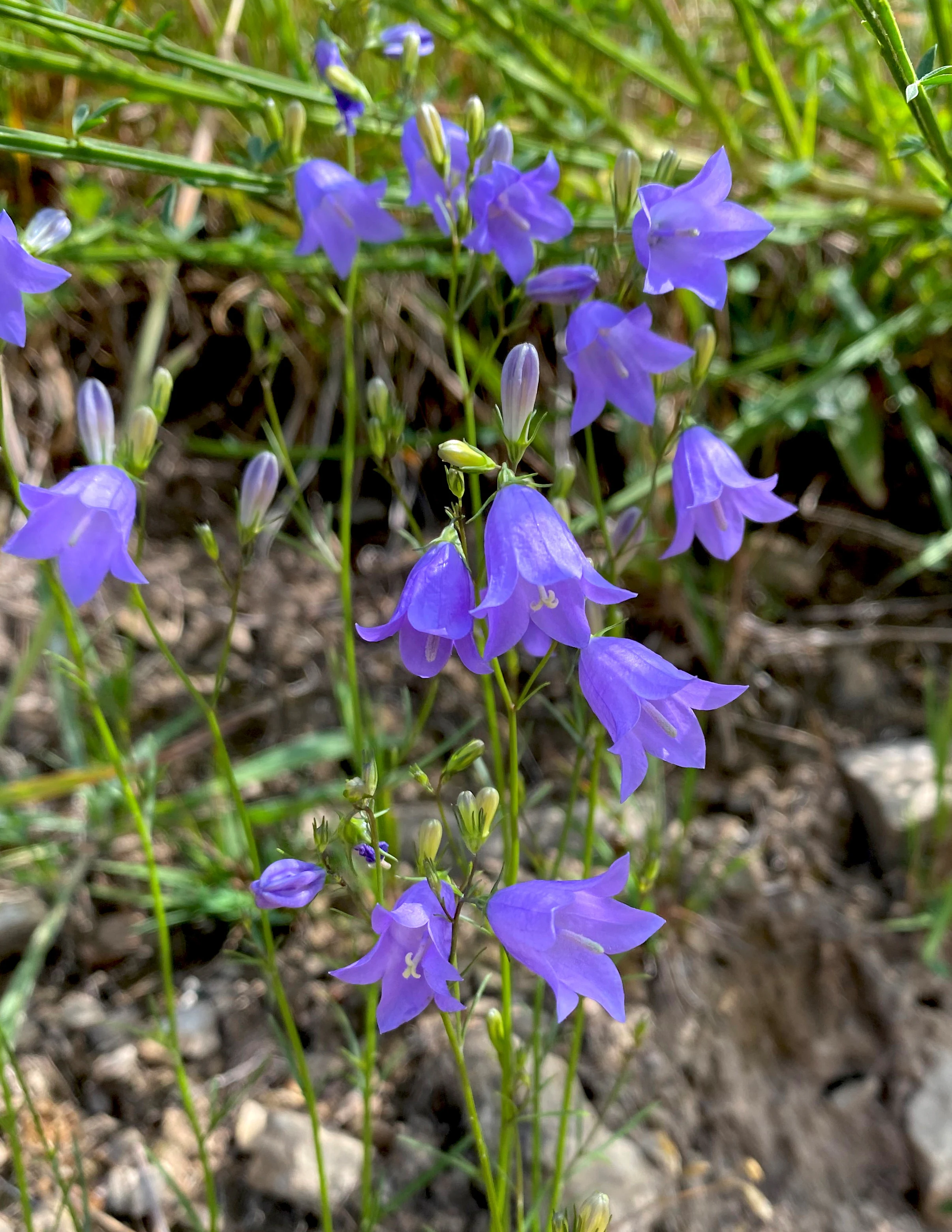 A cluster of bell-shaped, violet-blue harebell flowers with slender green stems and unopened buds growing against a background of soil and greenery.