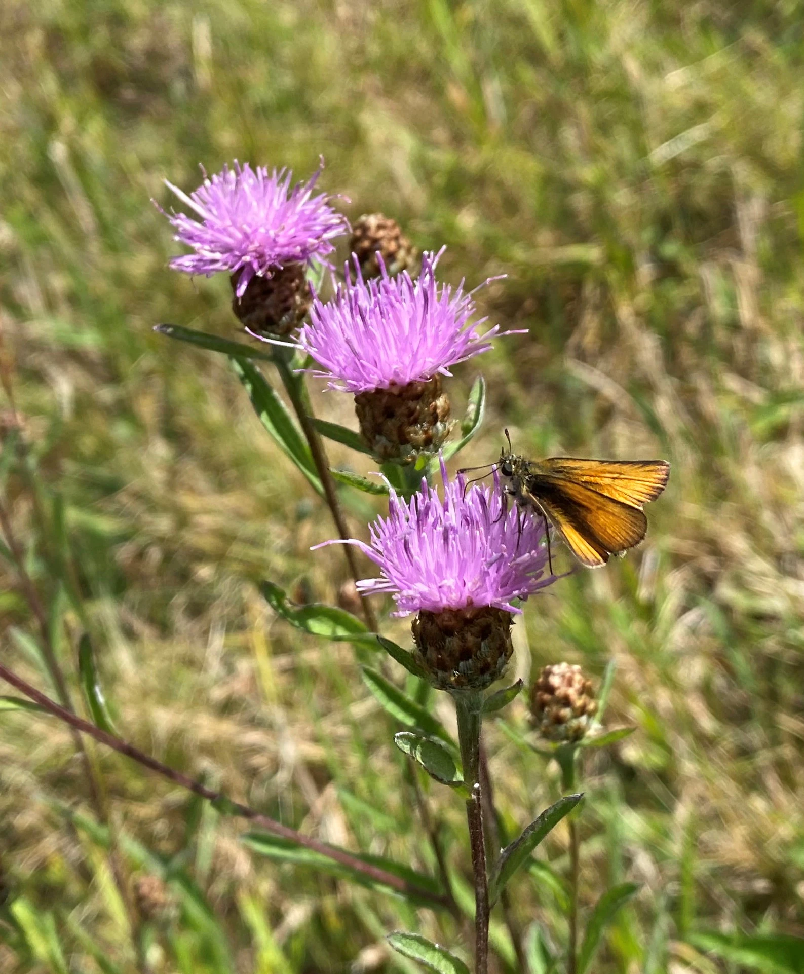 A close-up view of a small orange-brown skipper butterfly perched on a cluster of bright purple knapweed flowers, with a blurred green meadow background.