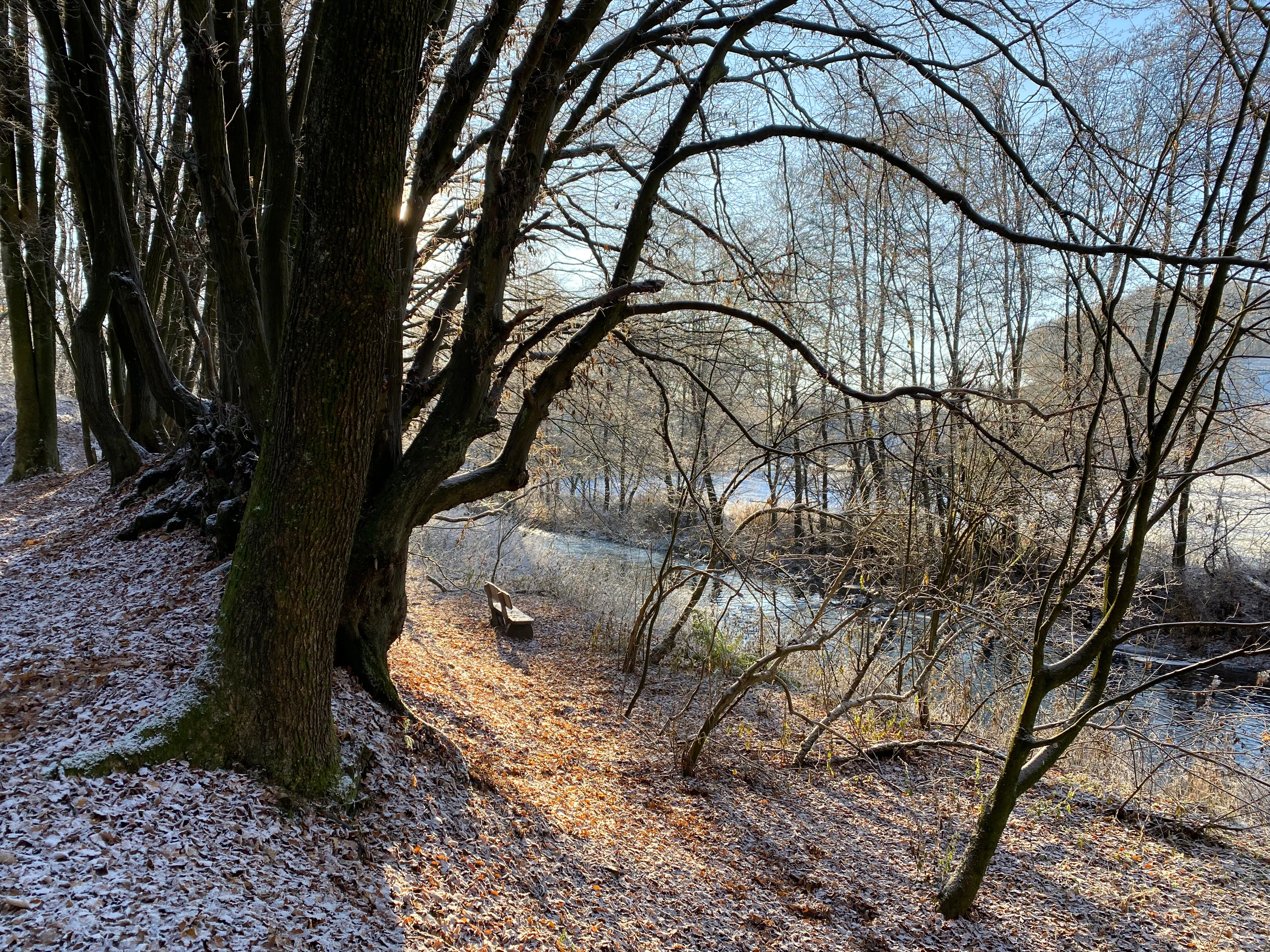 A peaceful riverside scene featuring a frost covered bank with bare trees and a small wooden bench overlooking the water in winter.
