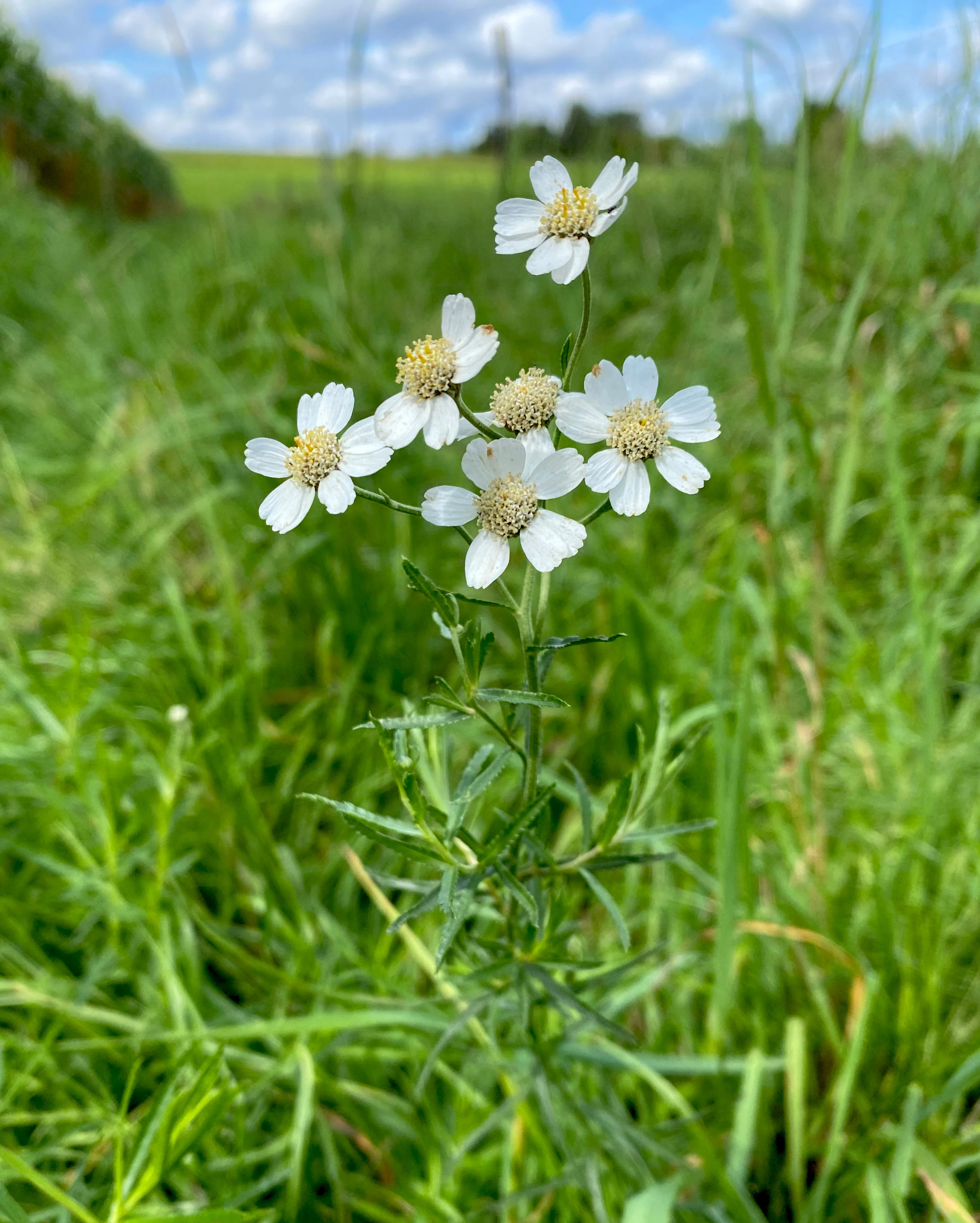 Close-up of a Sneezewort plant with clusters of small white flowers with yellow centers, set against a blurred background of green grass and a blue sky.
